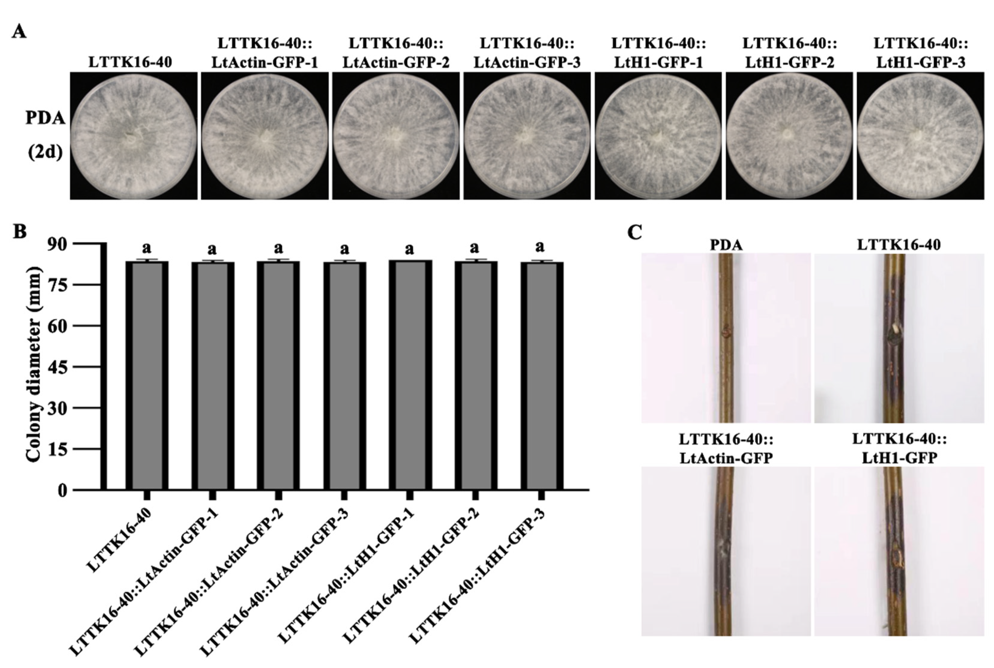 Preprints 78511 g006