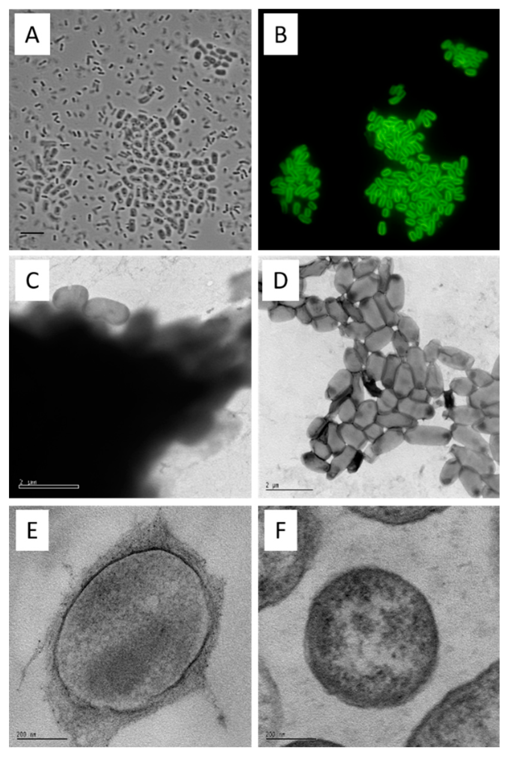 Preprints 91290 g002