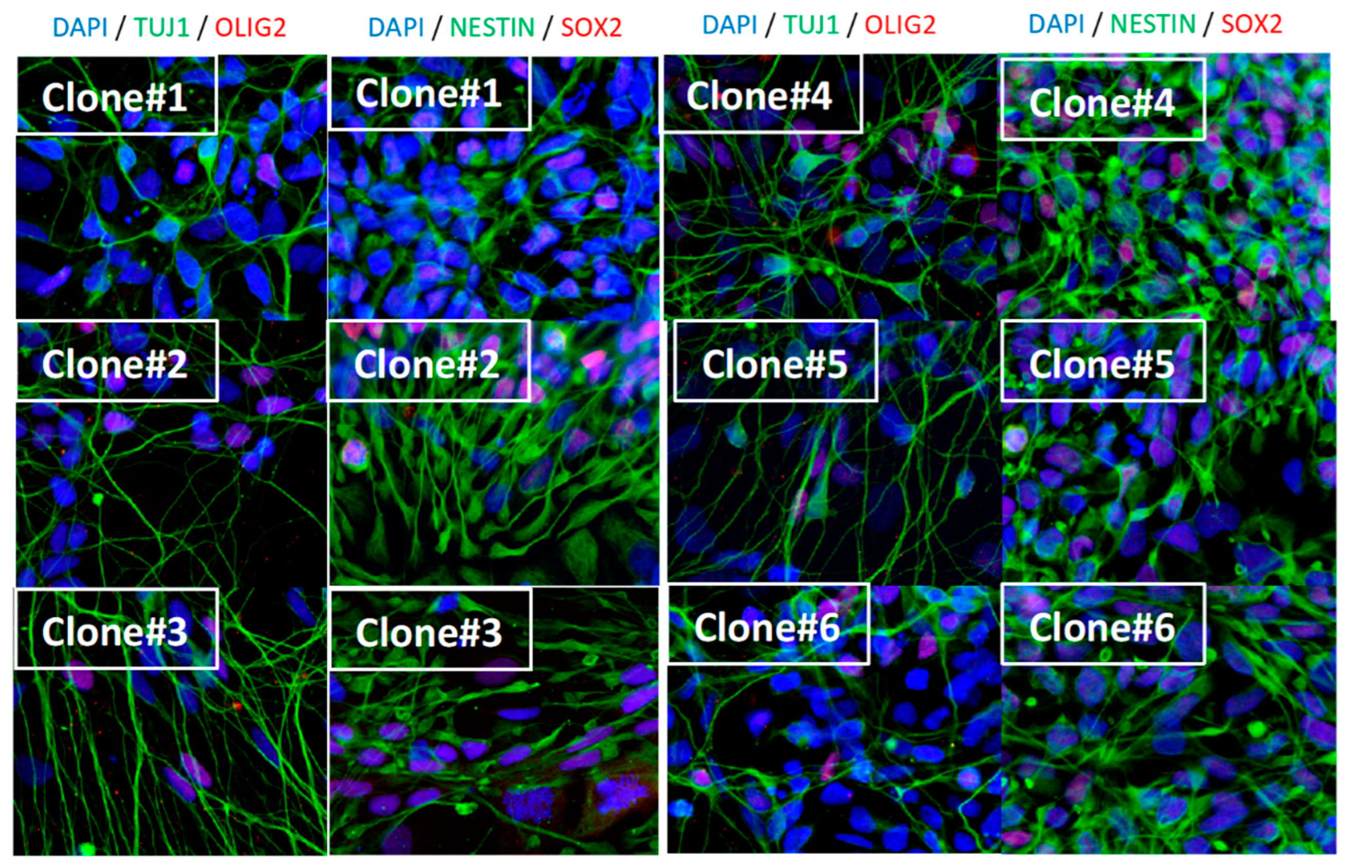 Preprints 87082 g001