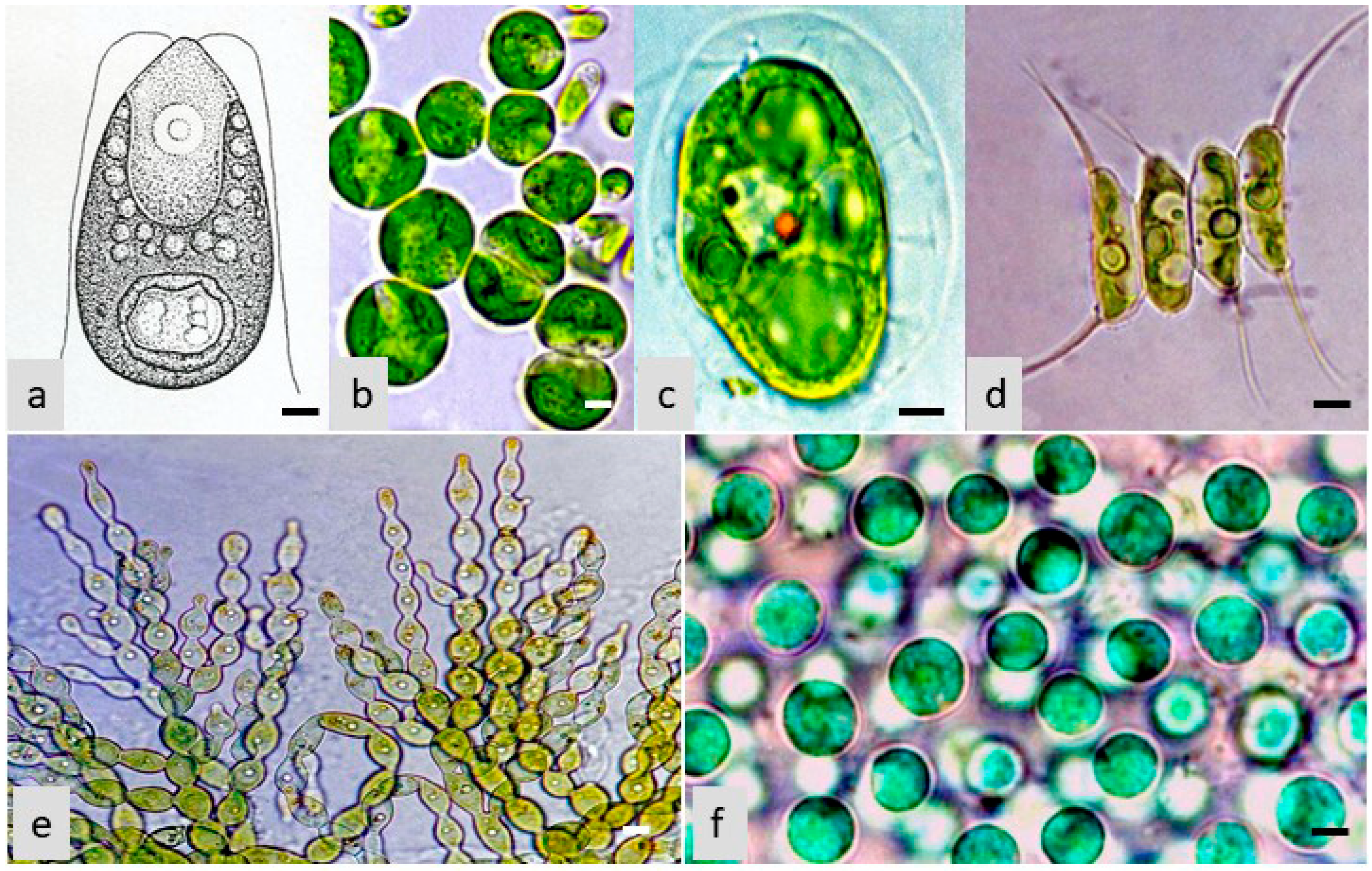 Preprints 84429 g002