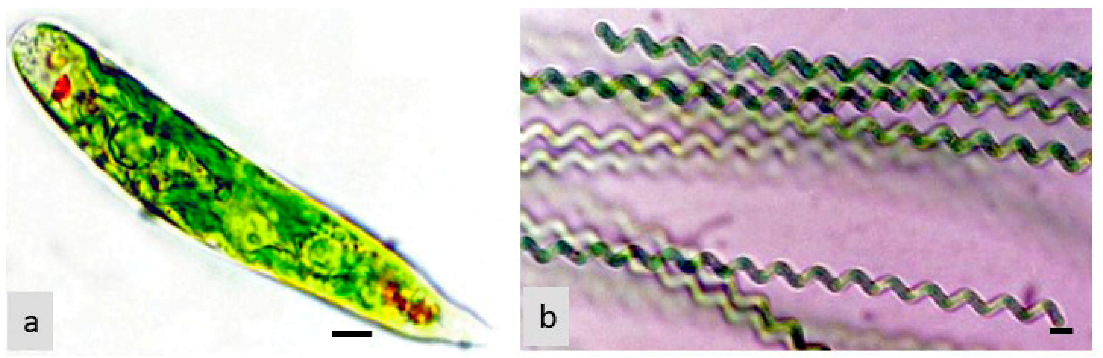 Preprints 84429 g005