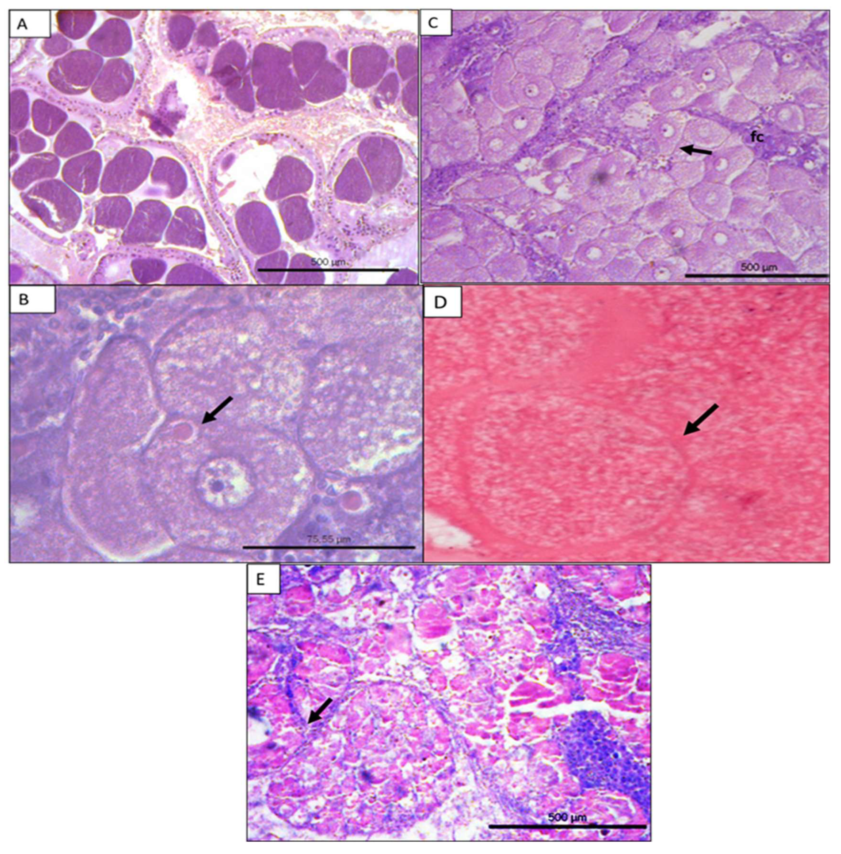 Preprints 119071 g007