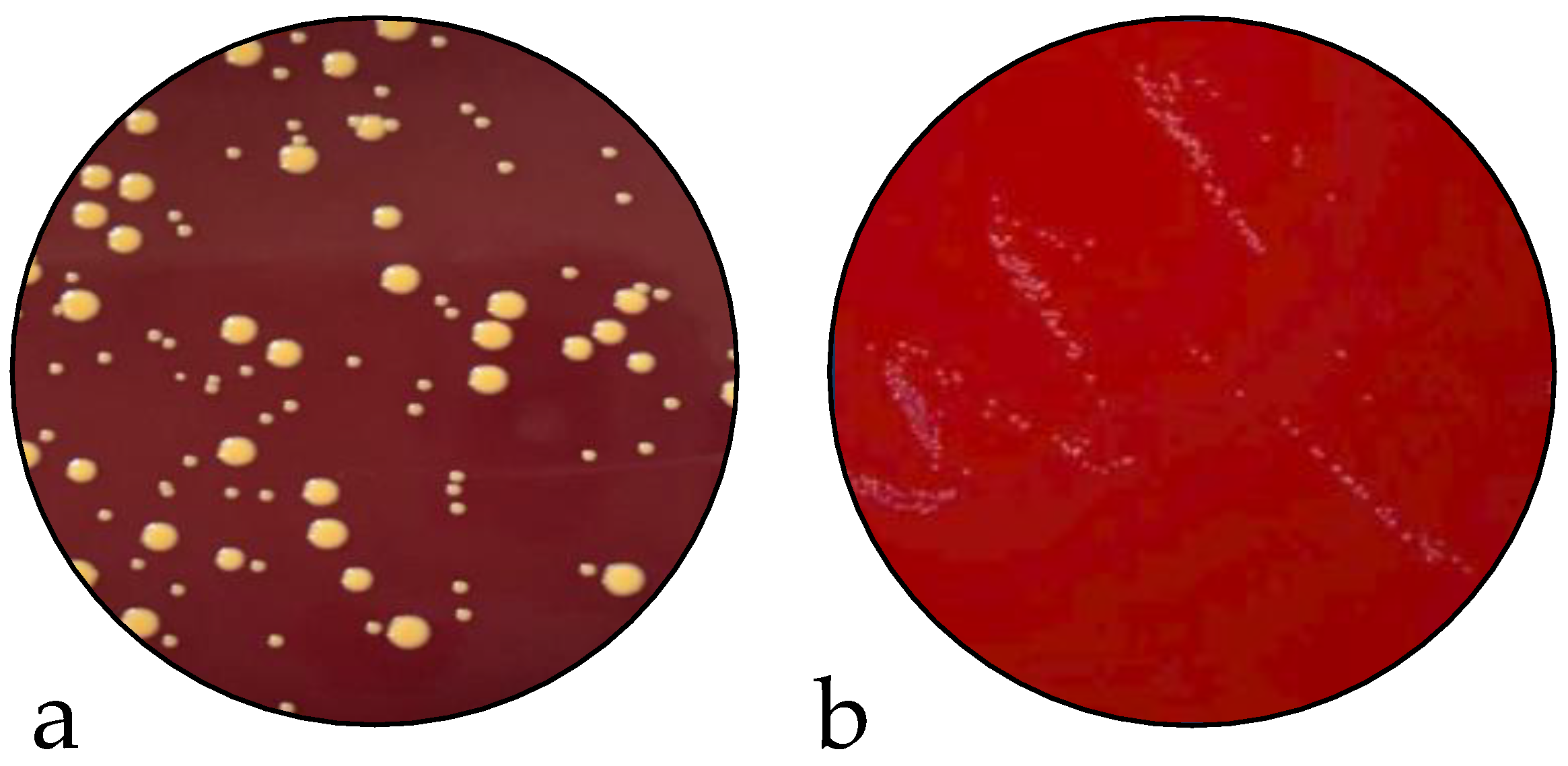 Preprints 70107 g002