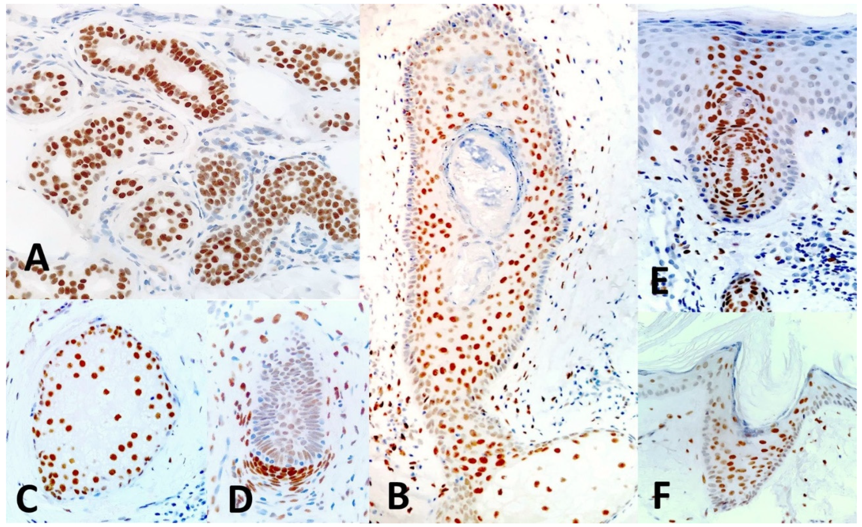 Preprints 113424 g001