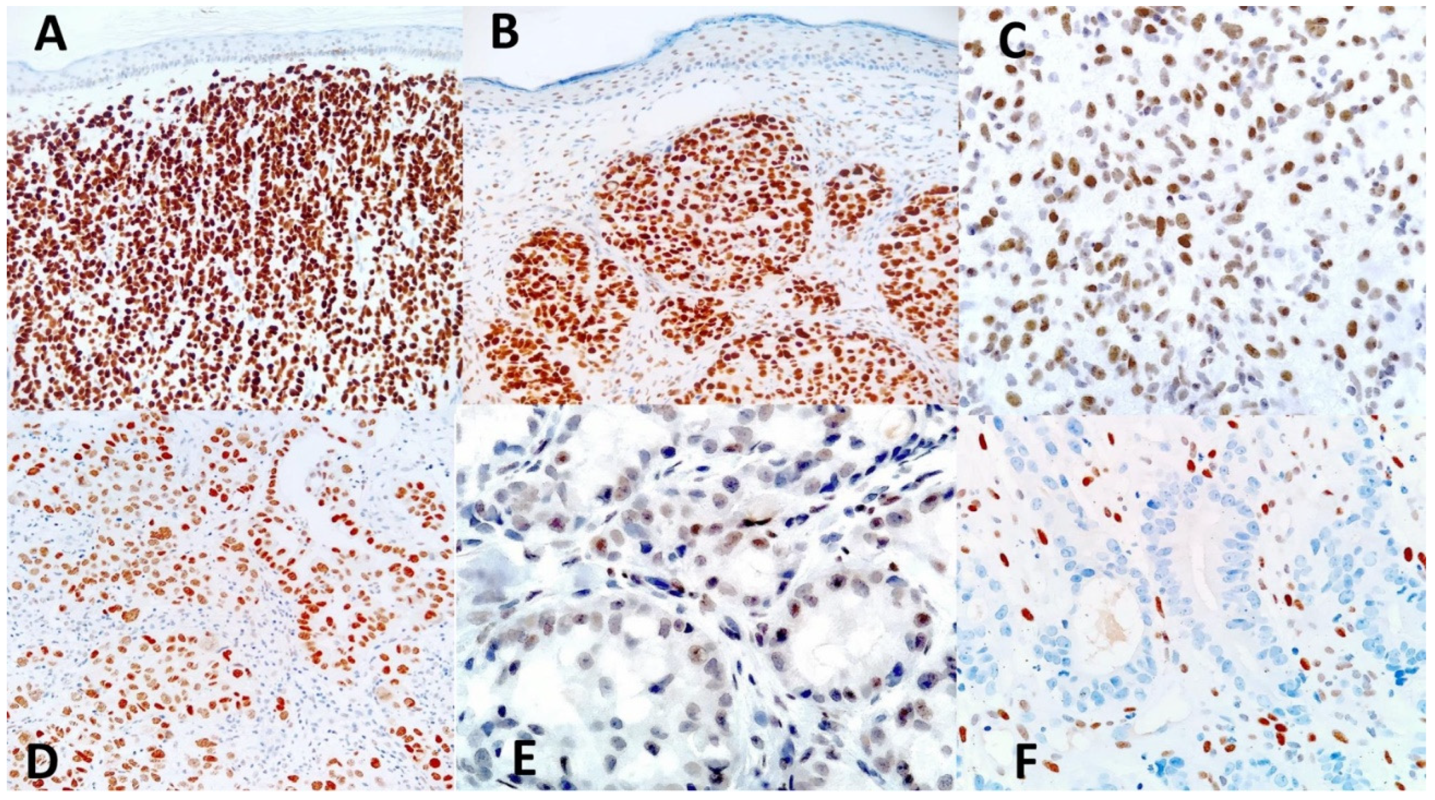 Preprints 113424 g002