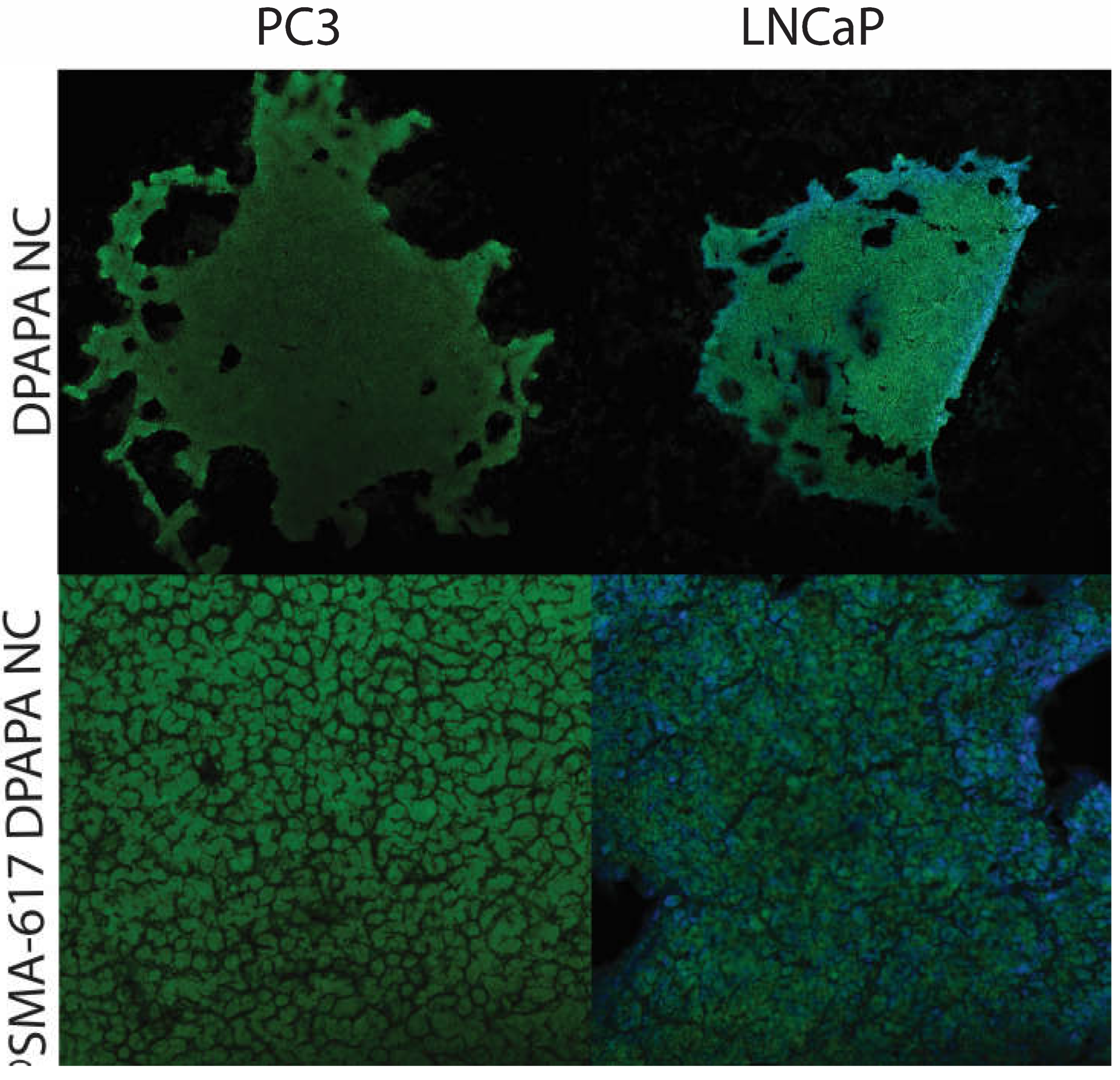 Preprints 69056 g009