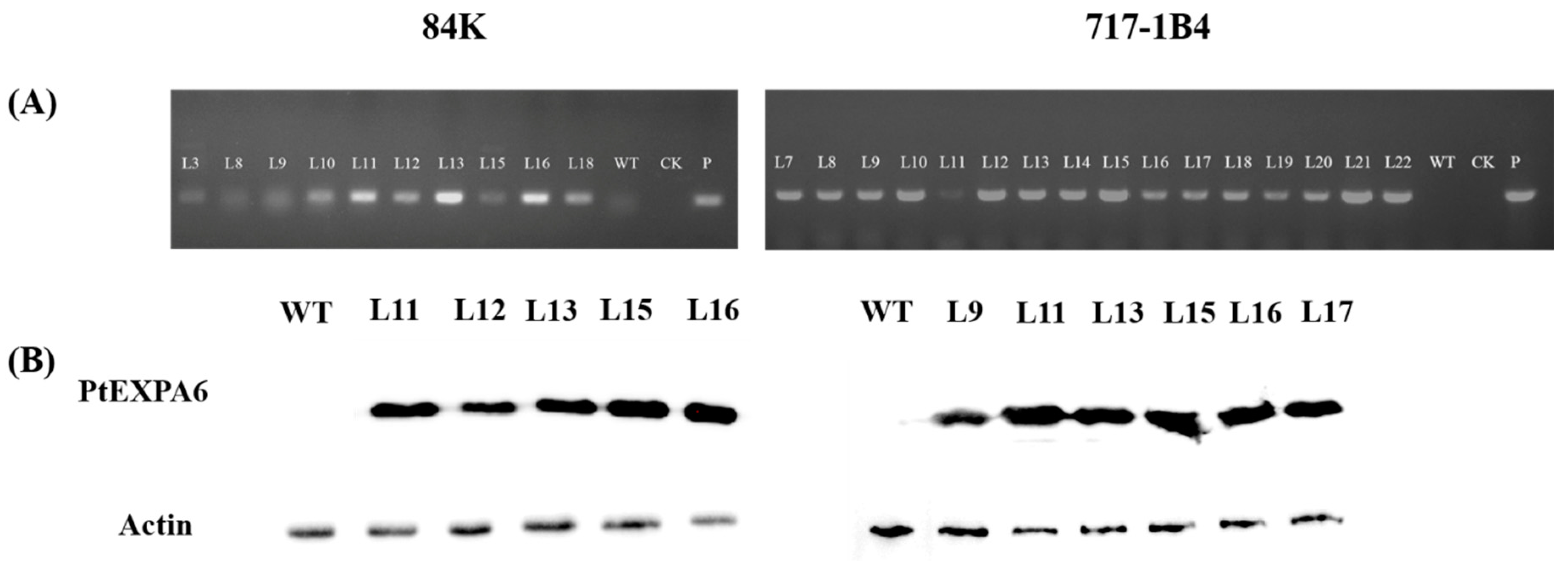 Preprints 114882 g003