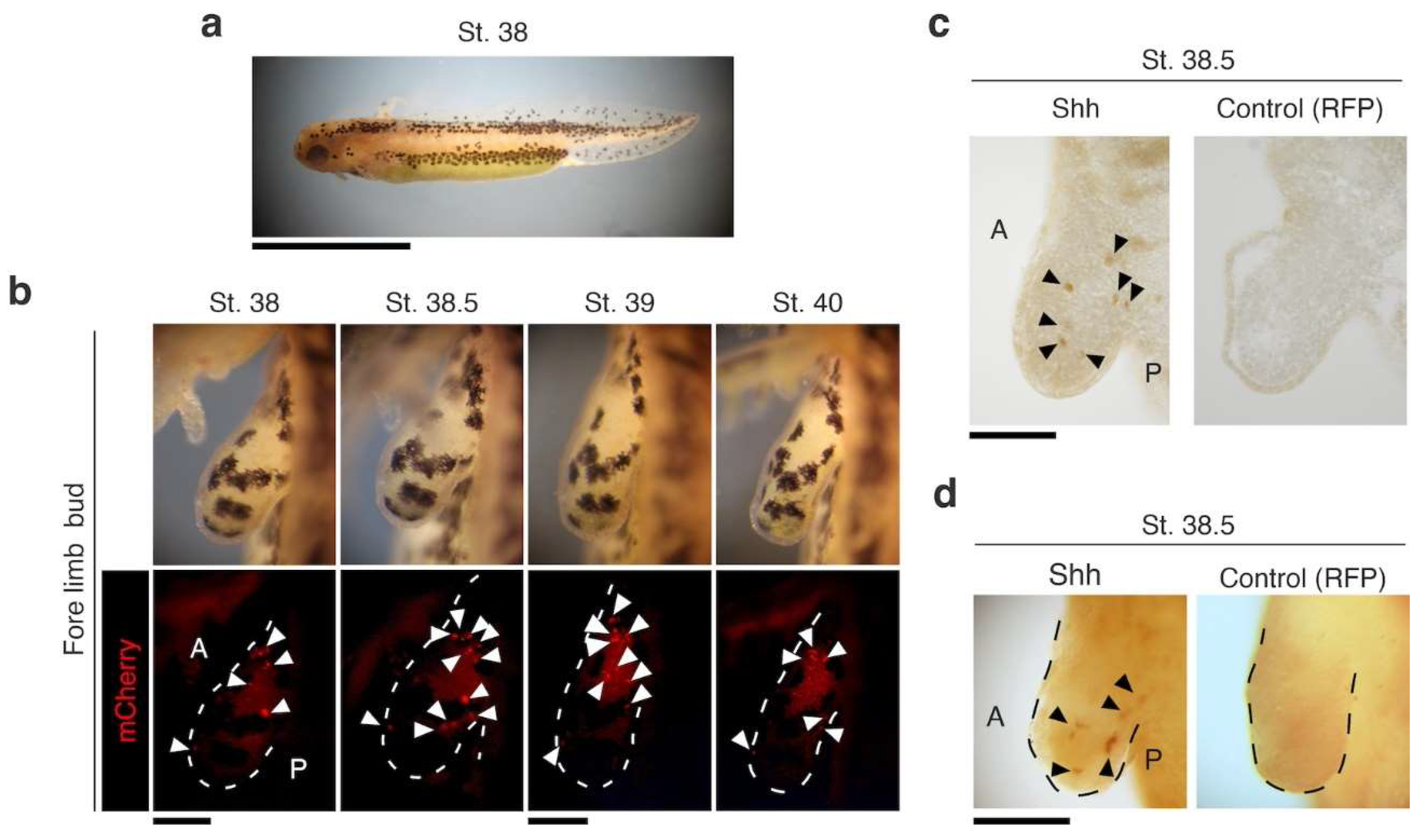 Preprints 121145 g002