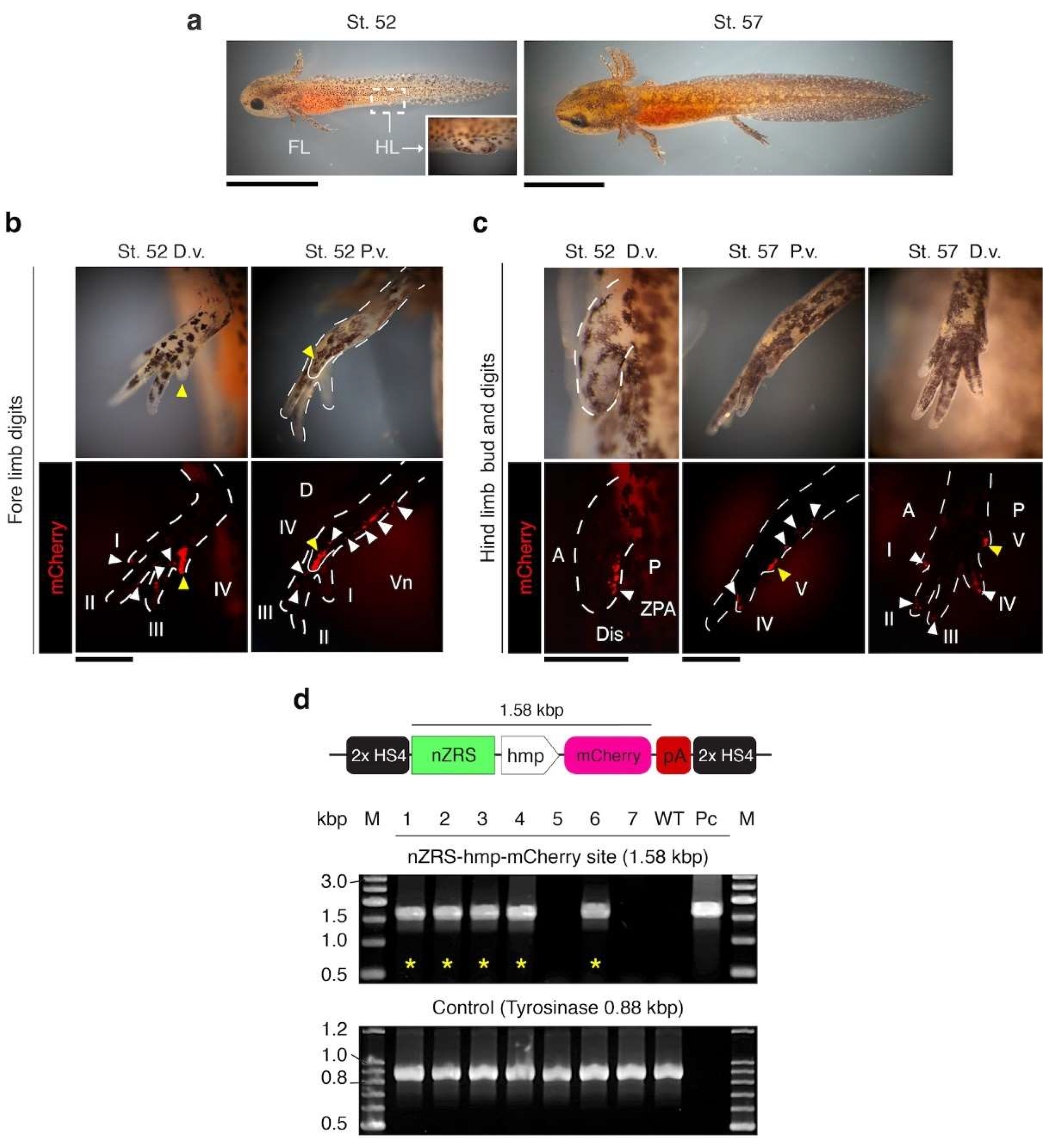 Preprints 121145 g003