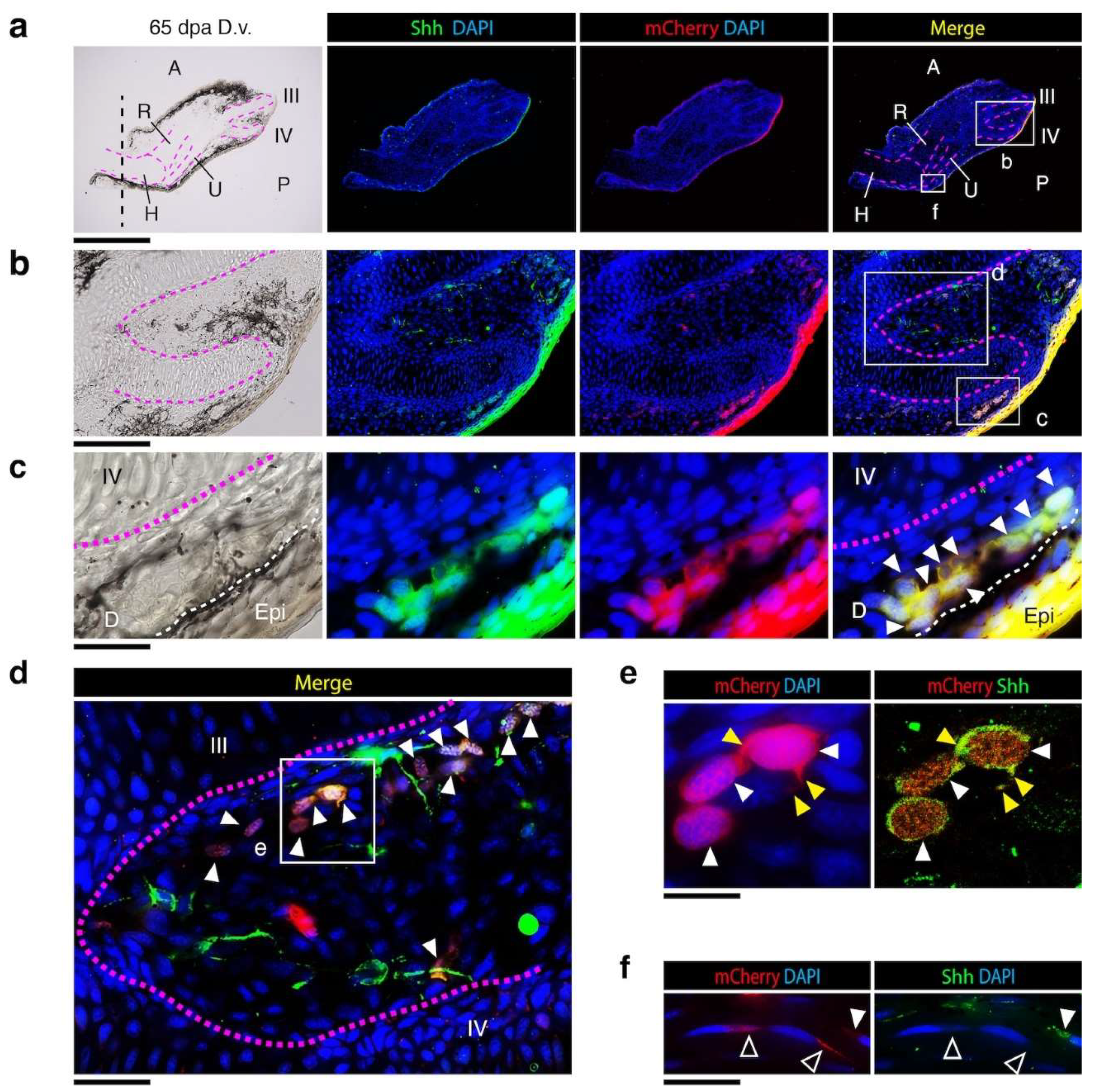 Preprints 121145 g005