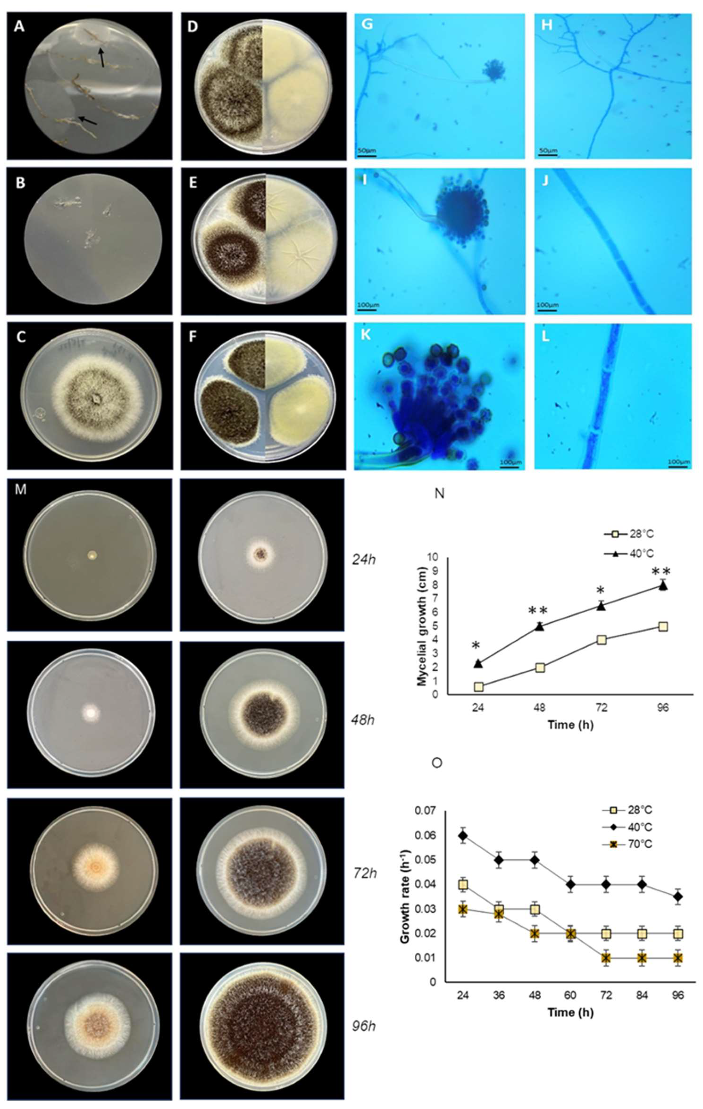 Preprints 109101 g001