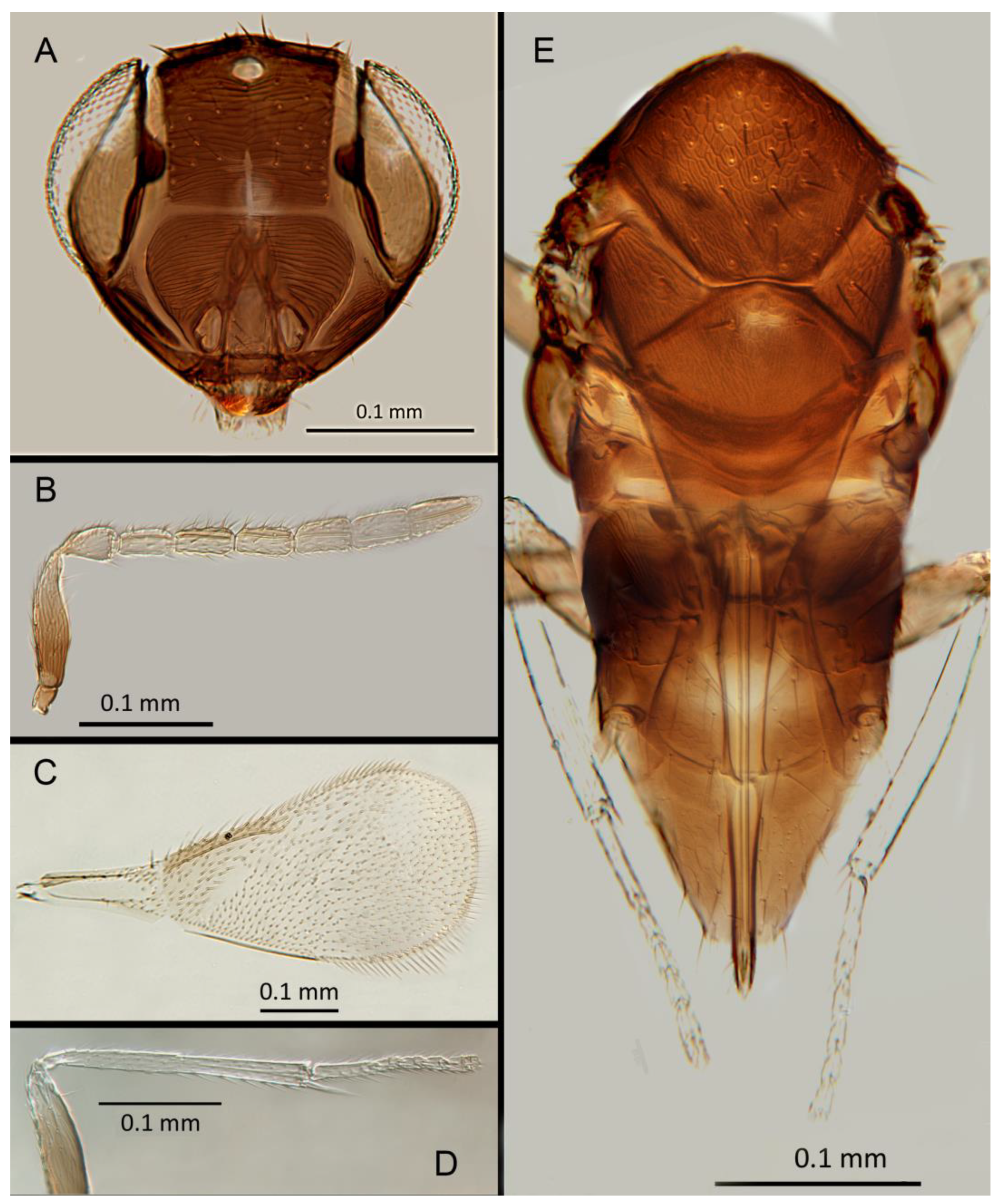 Preprints 73570 g021