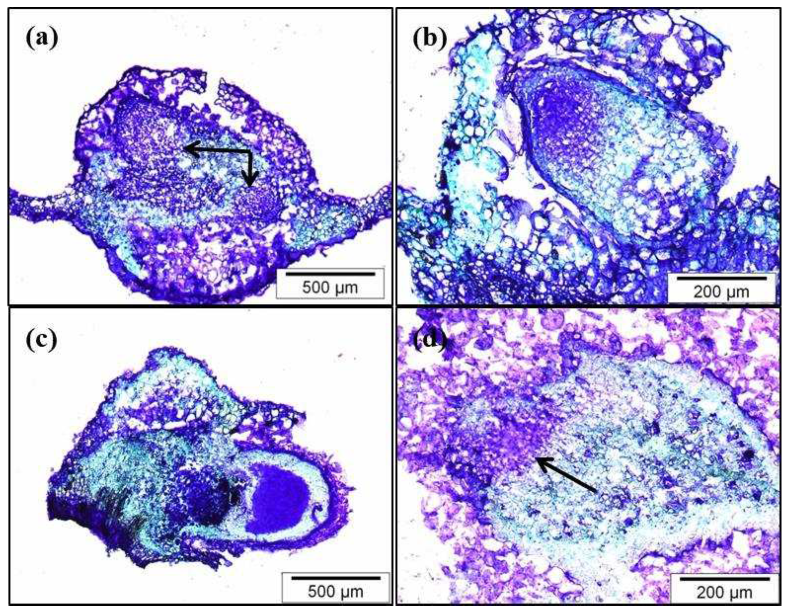 Preprints 77389 g003