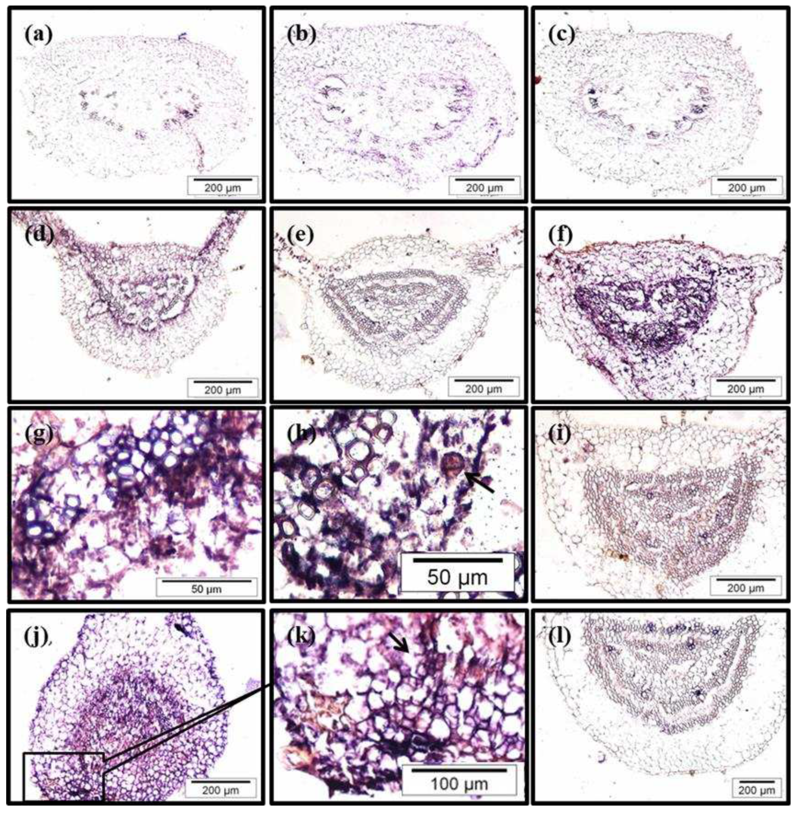 Preprints 77389 g007