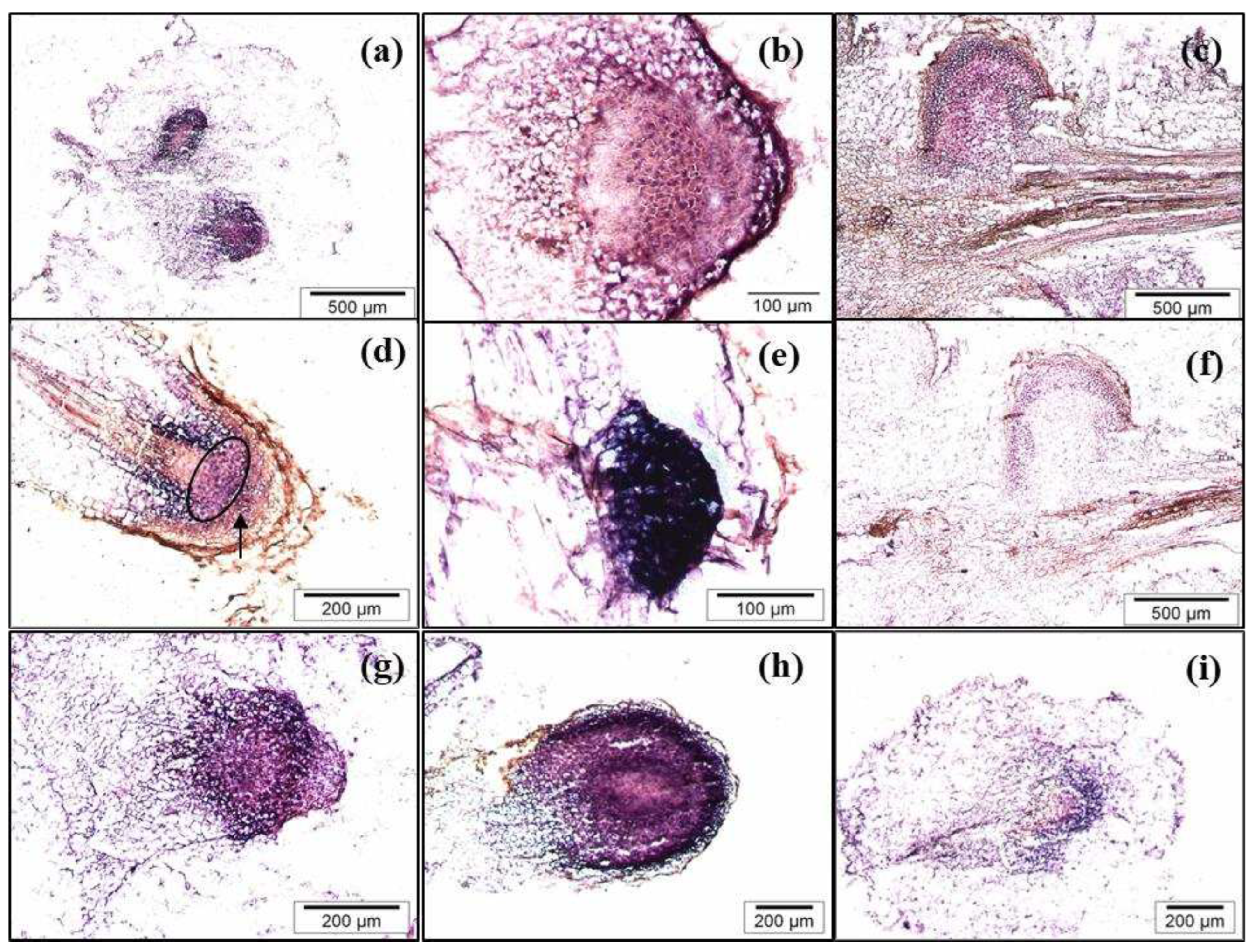 Preprints 77389 g008