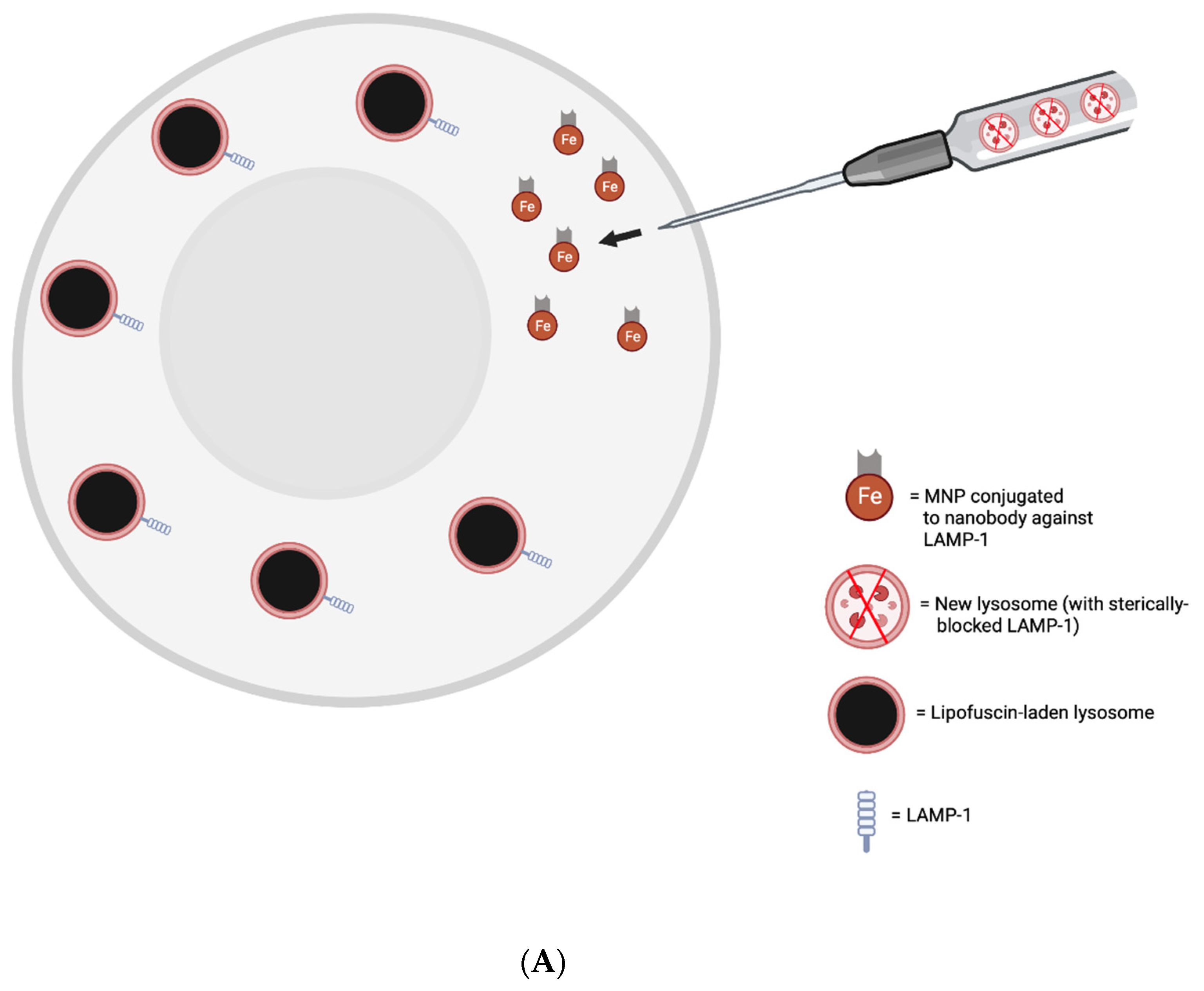 Preprints 84404 g001a