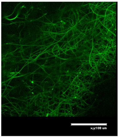 Preprints 84686 i007