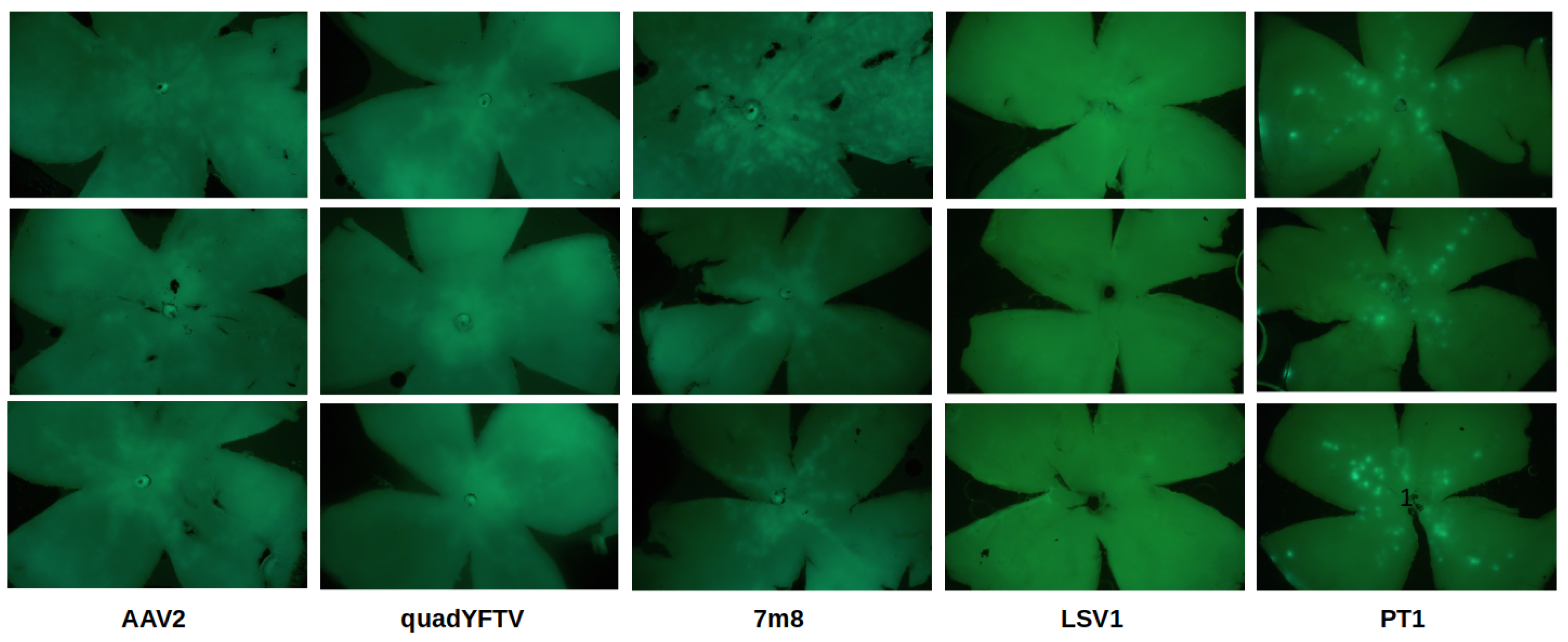 Preprints 119519 g005