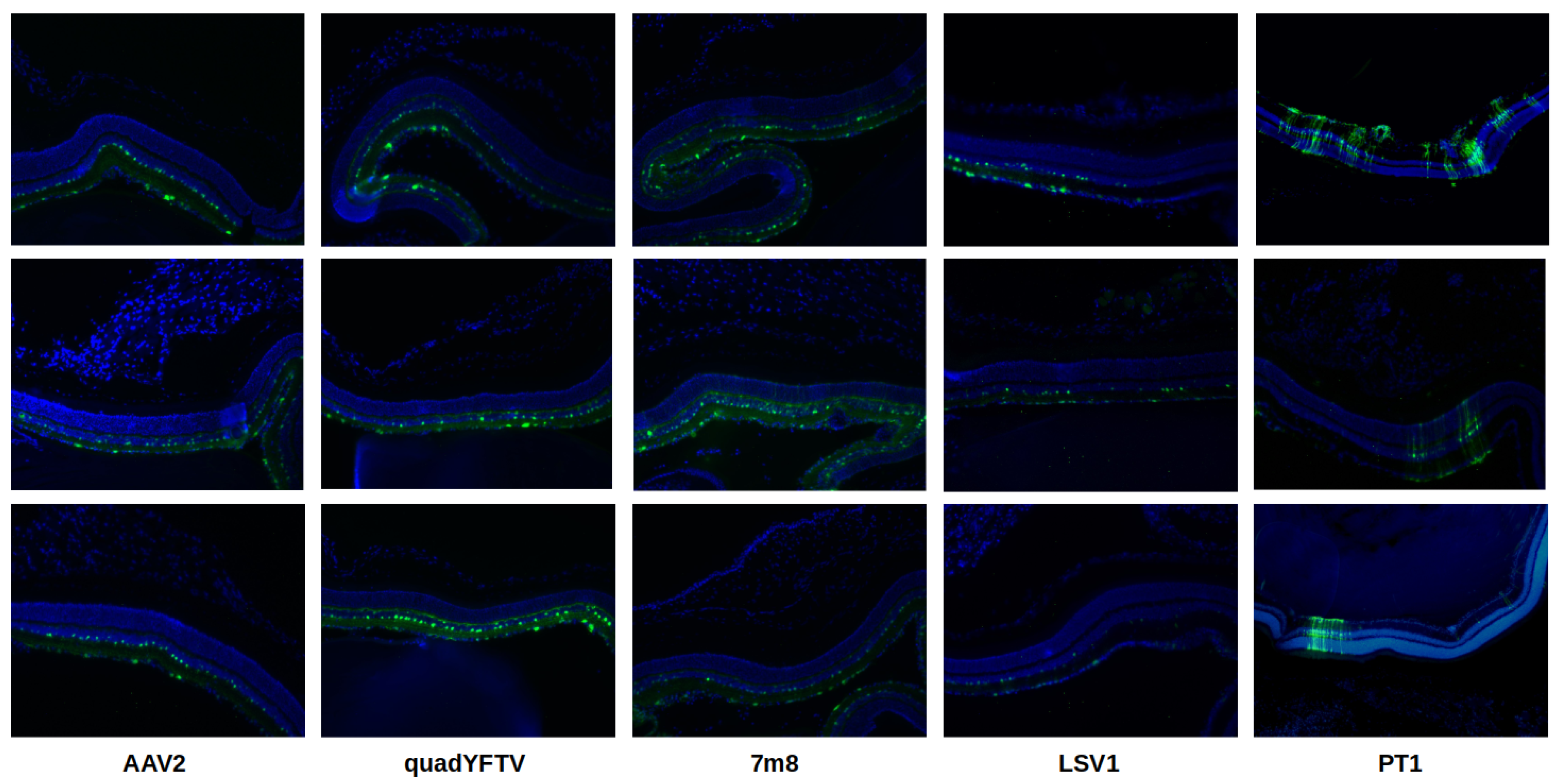 Preprints 119519 g006