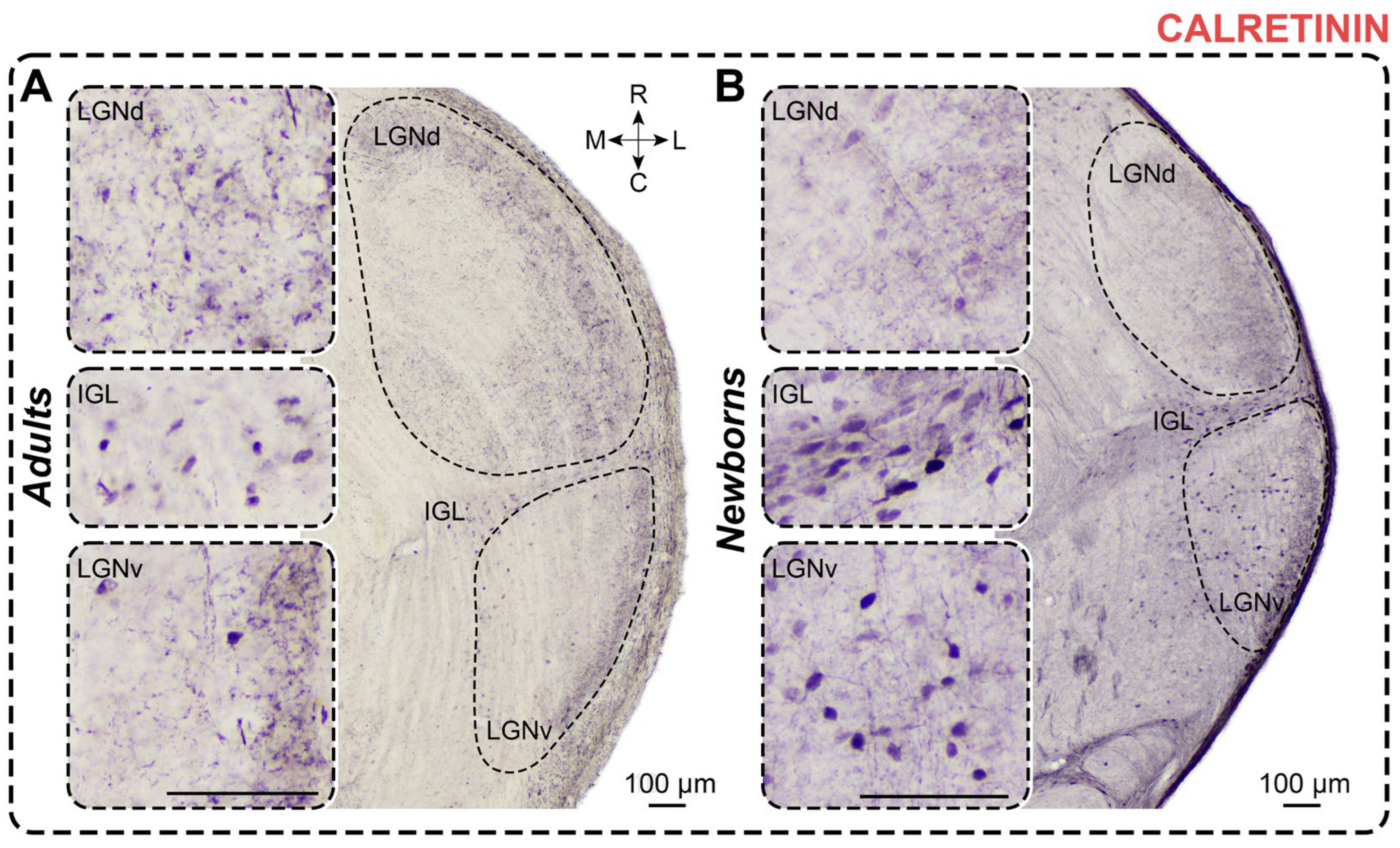 Preprints 111442 g005