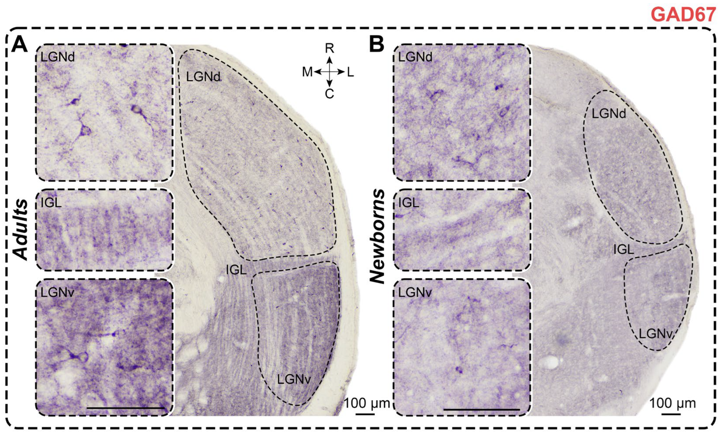 Preprints 111442 g007