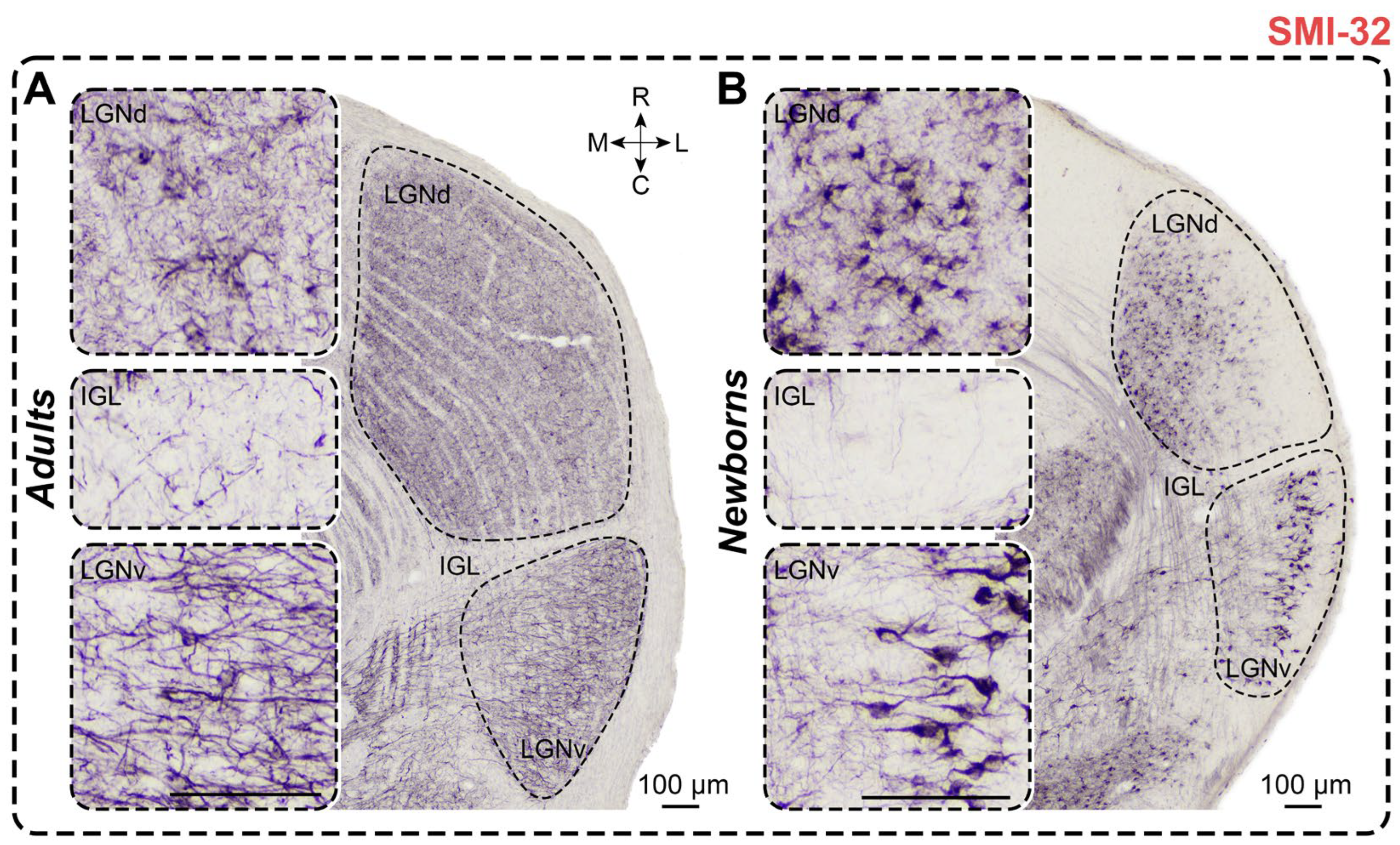 Preprints 111442 g008