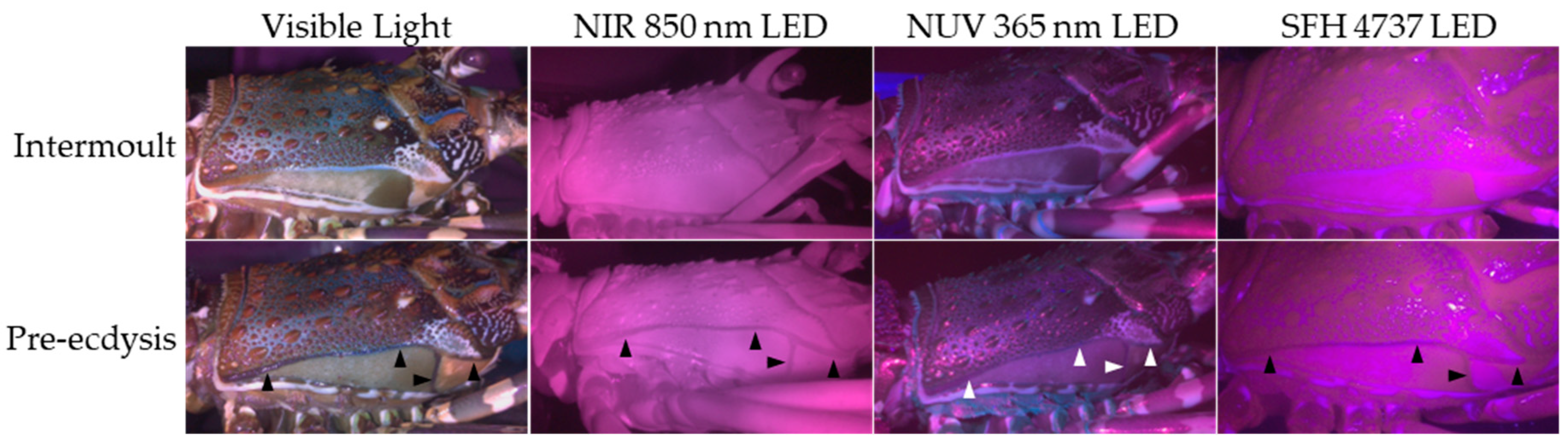 Preprints 103834 g002