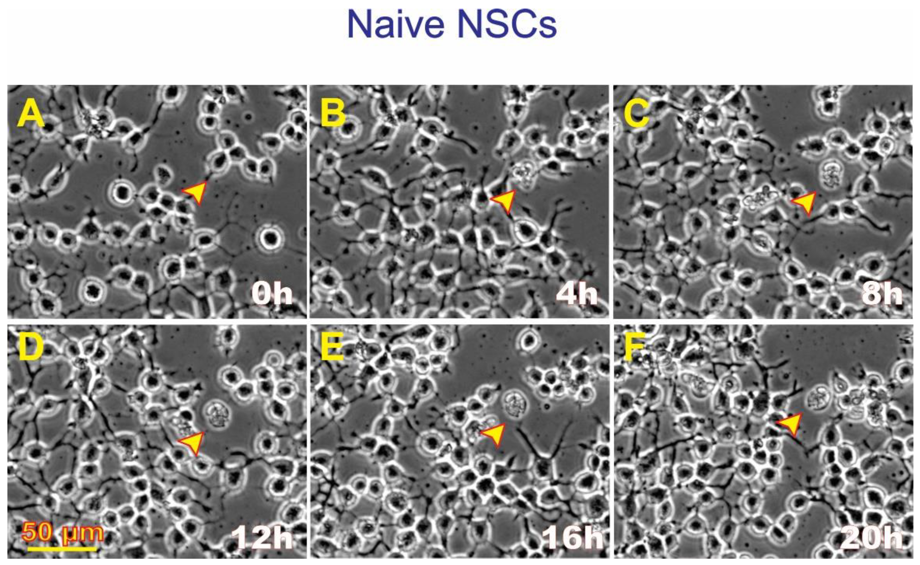 Preprints 91253 g005