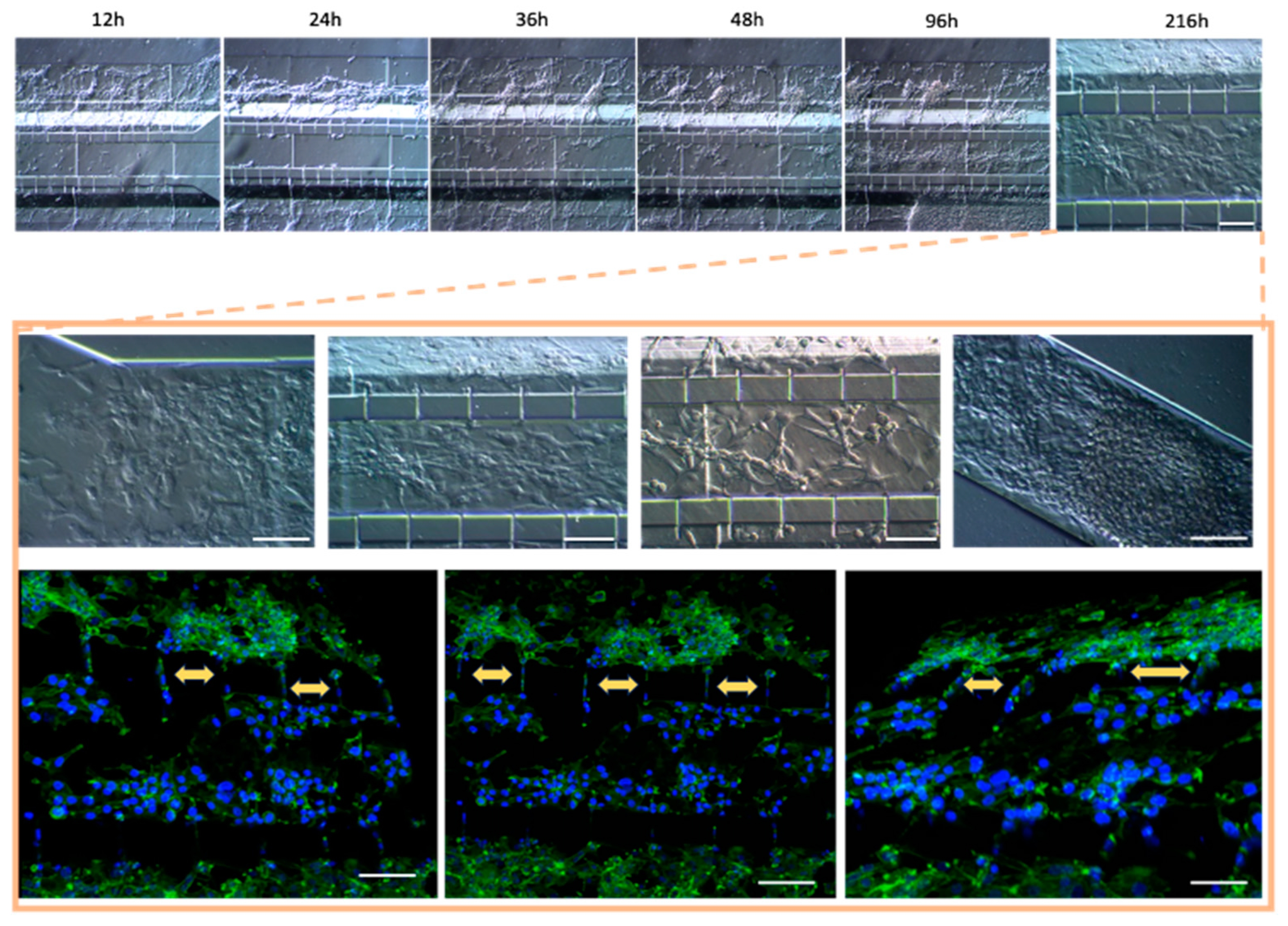 Preprints 120924 g007