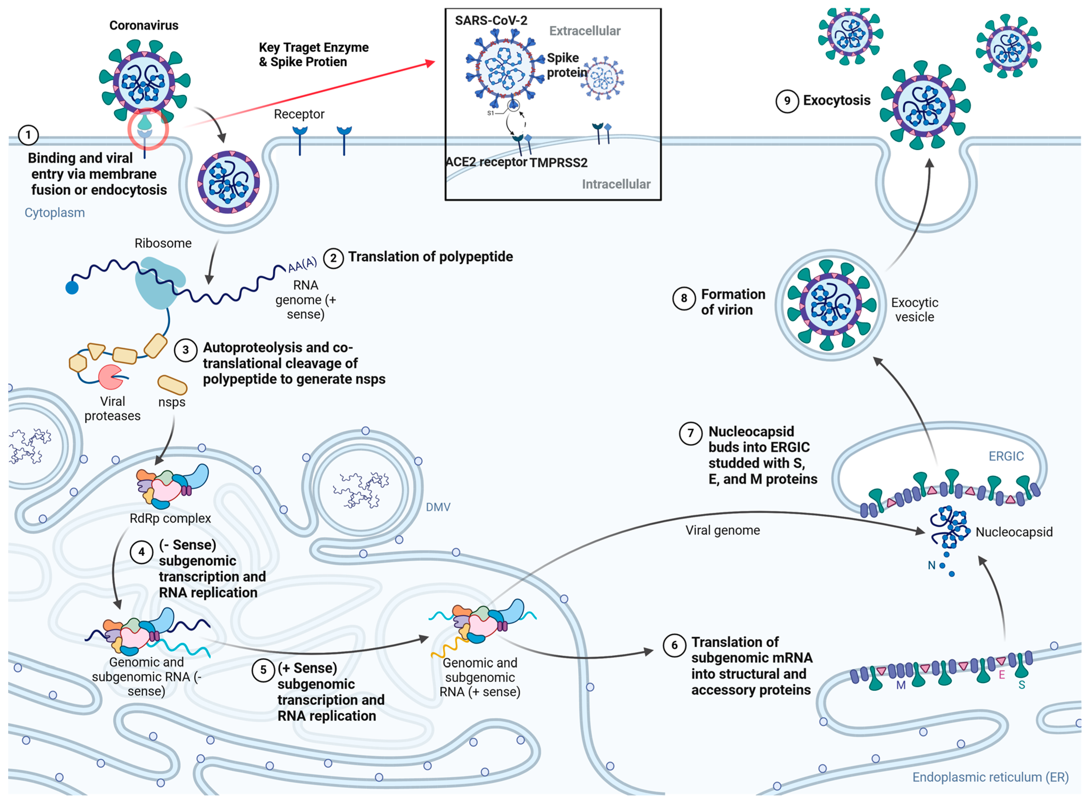 Preprints 119648 g001