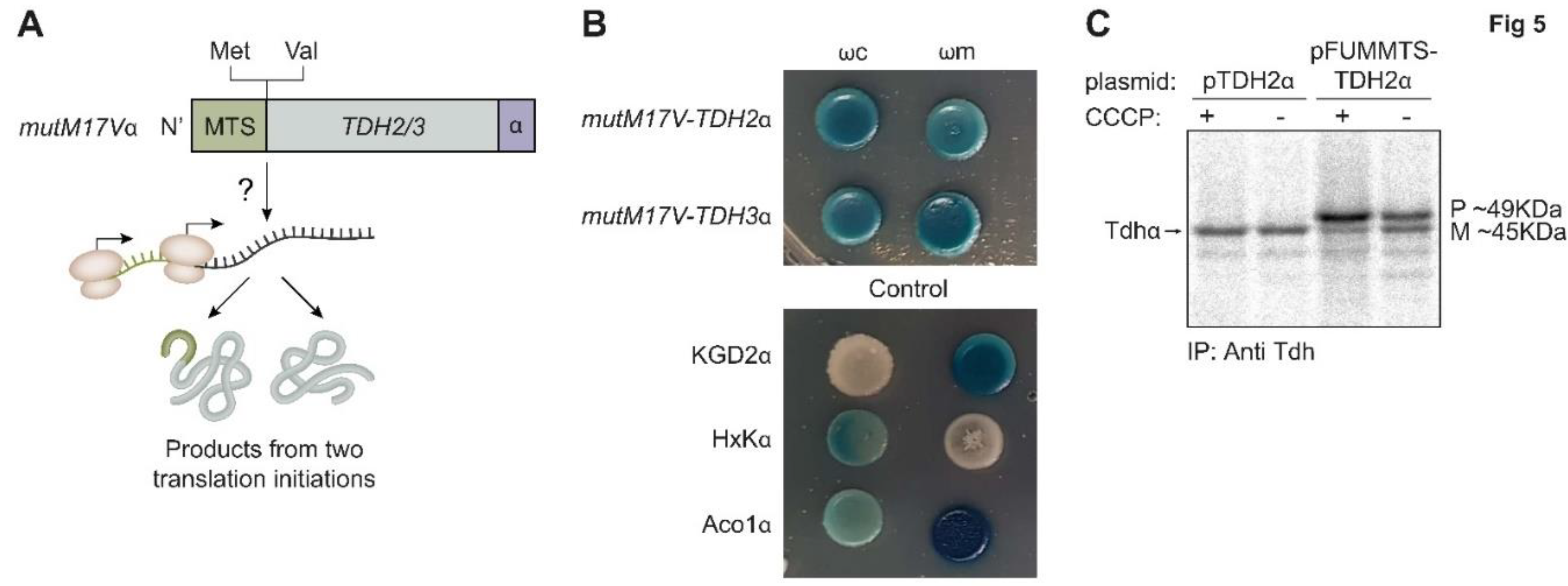 Preprints 72653 g005