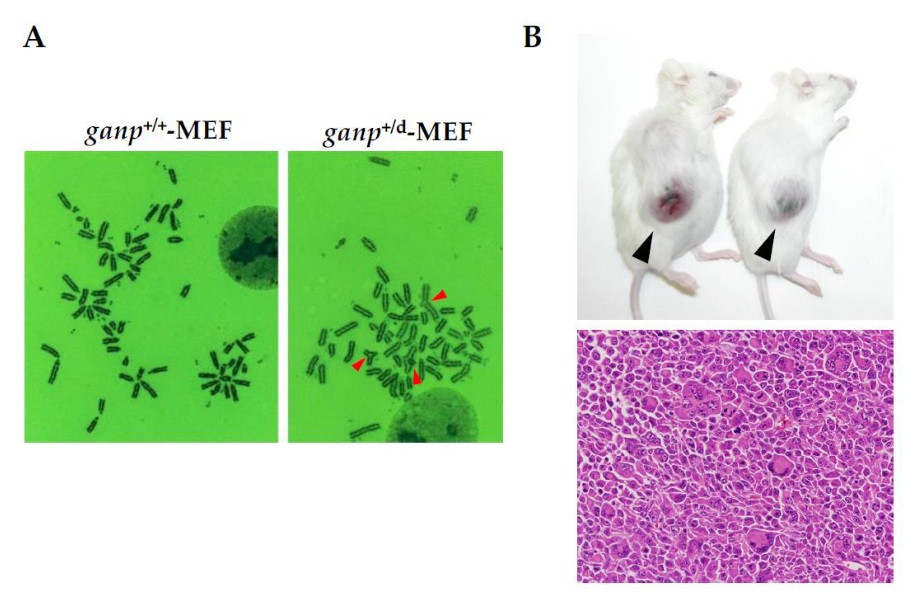 Preprints 121222 g004