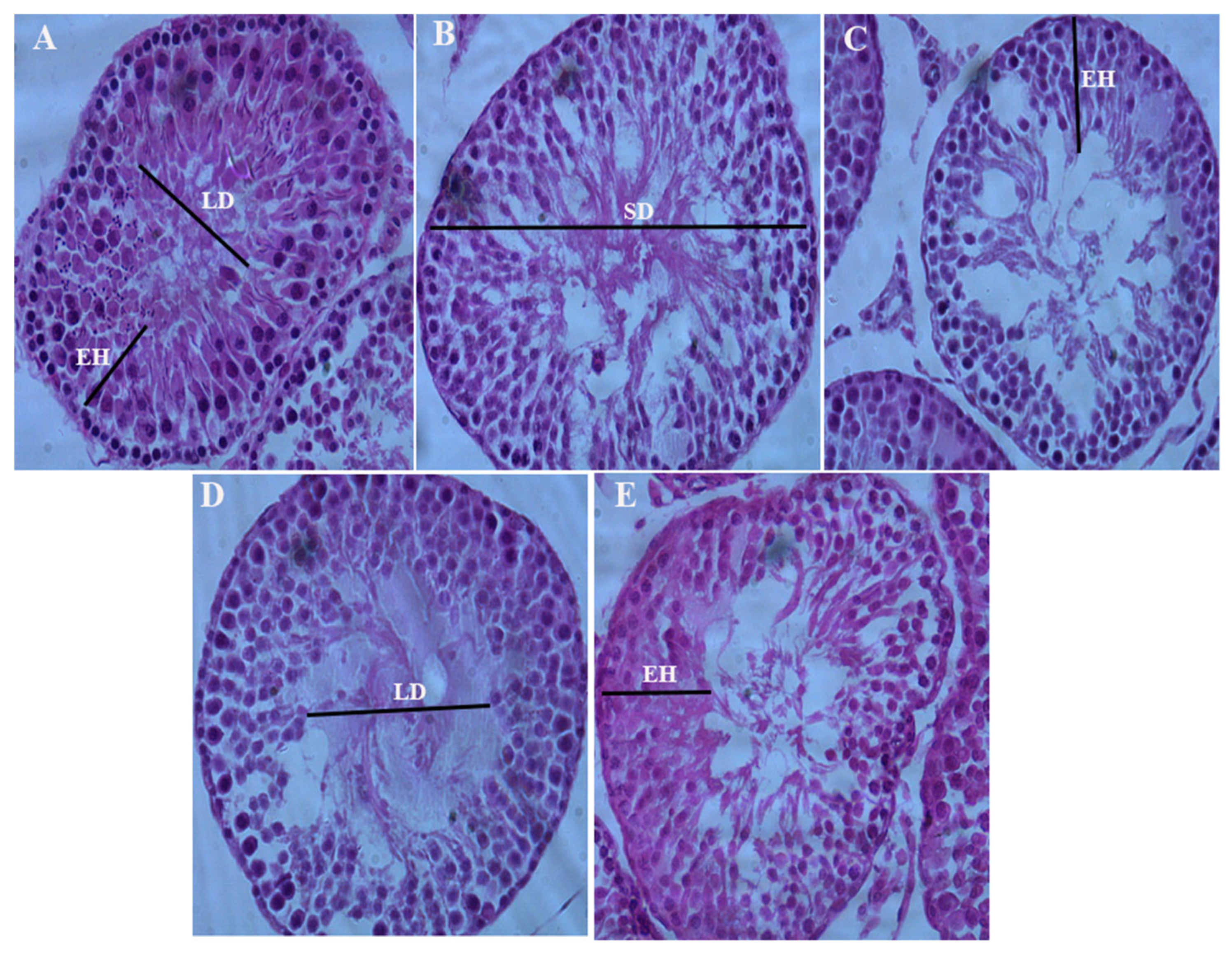 Preprints 68315 g001