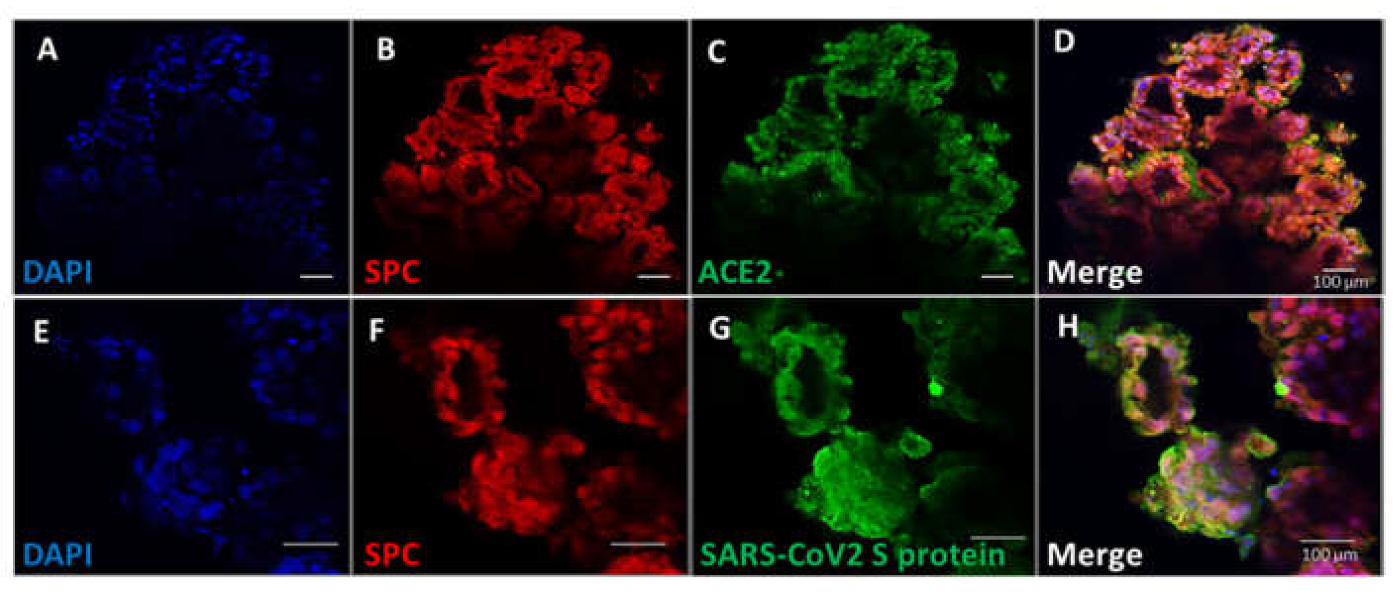 Preprints 71039 g004