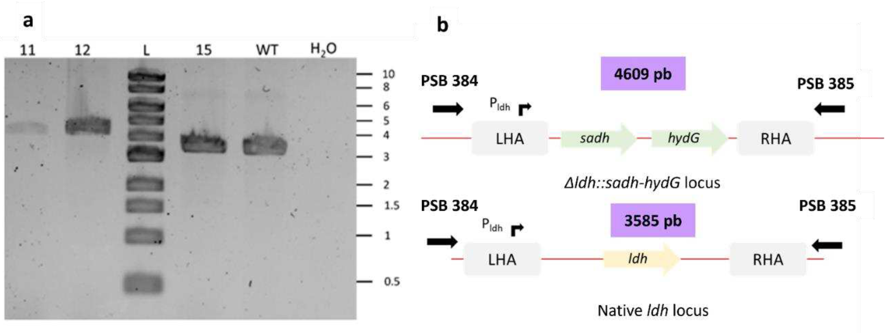 Preprints 87071 g003