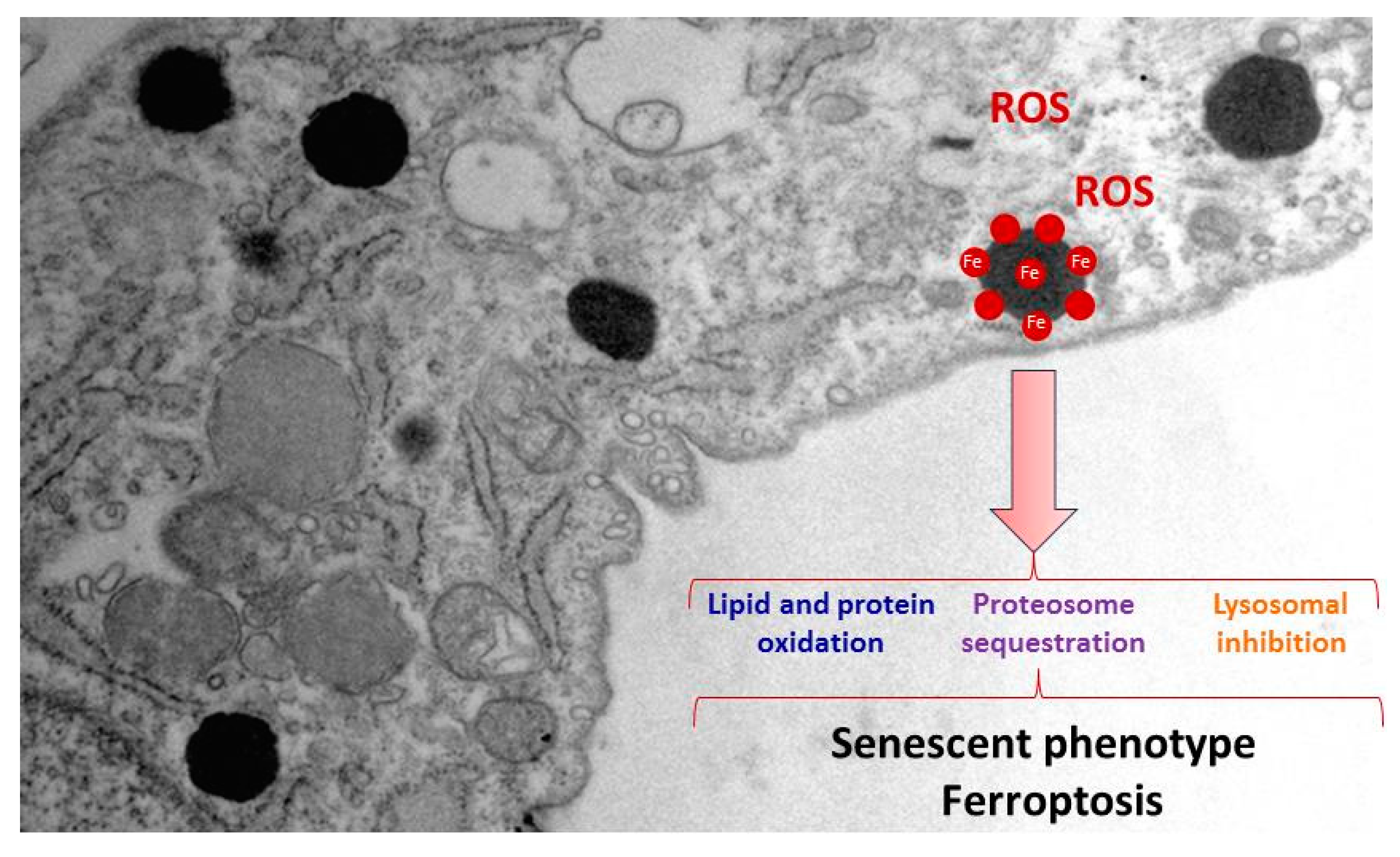 Preprints 85792 g003