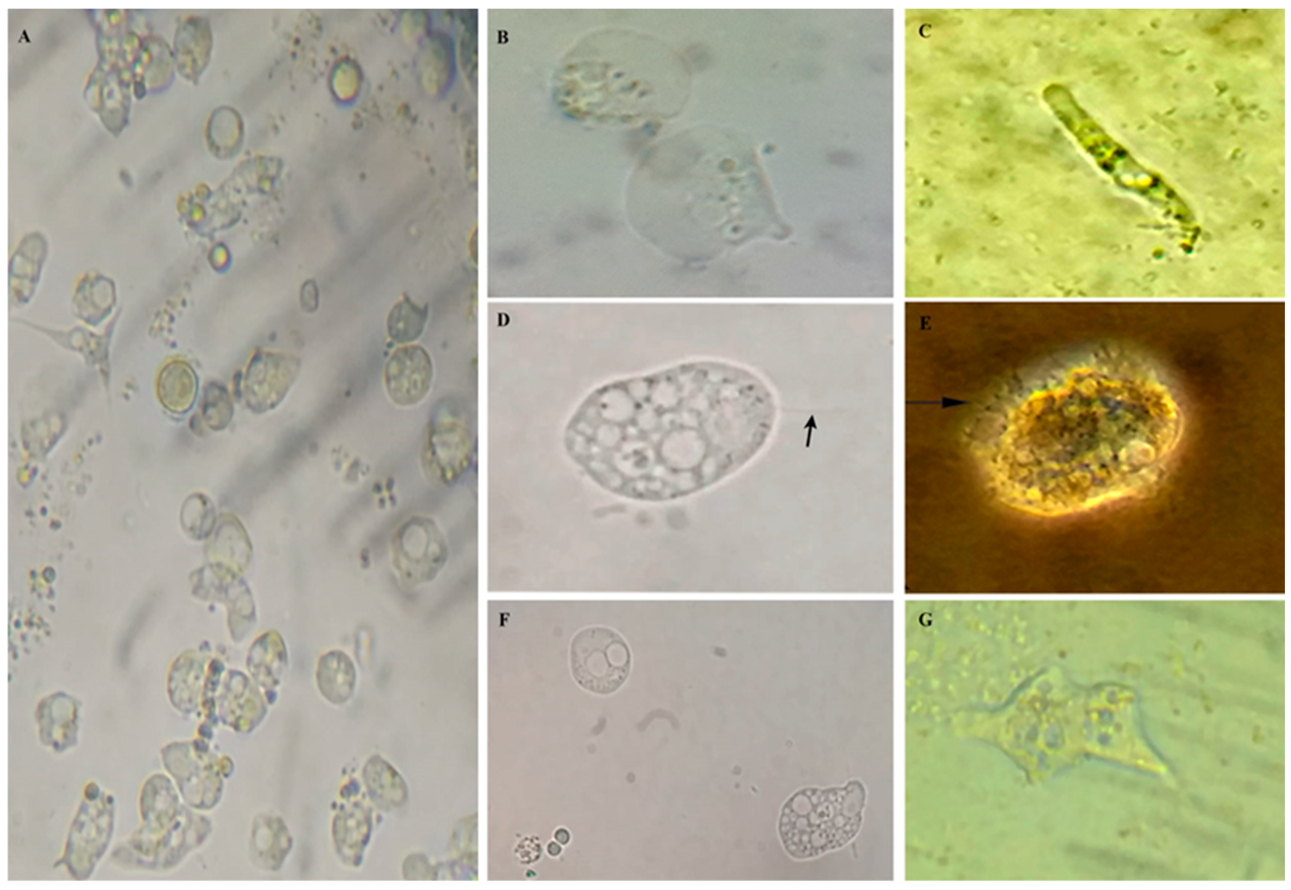 Preprints 89290 g001