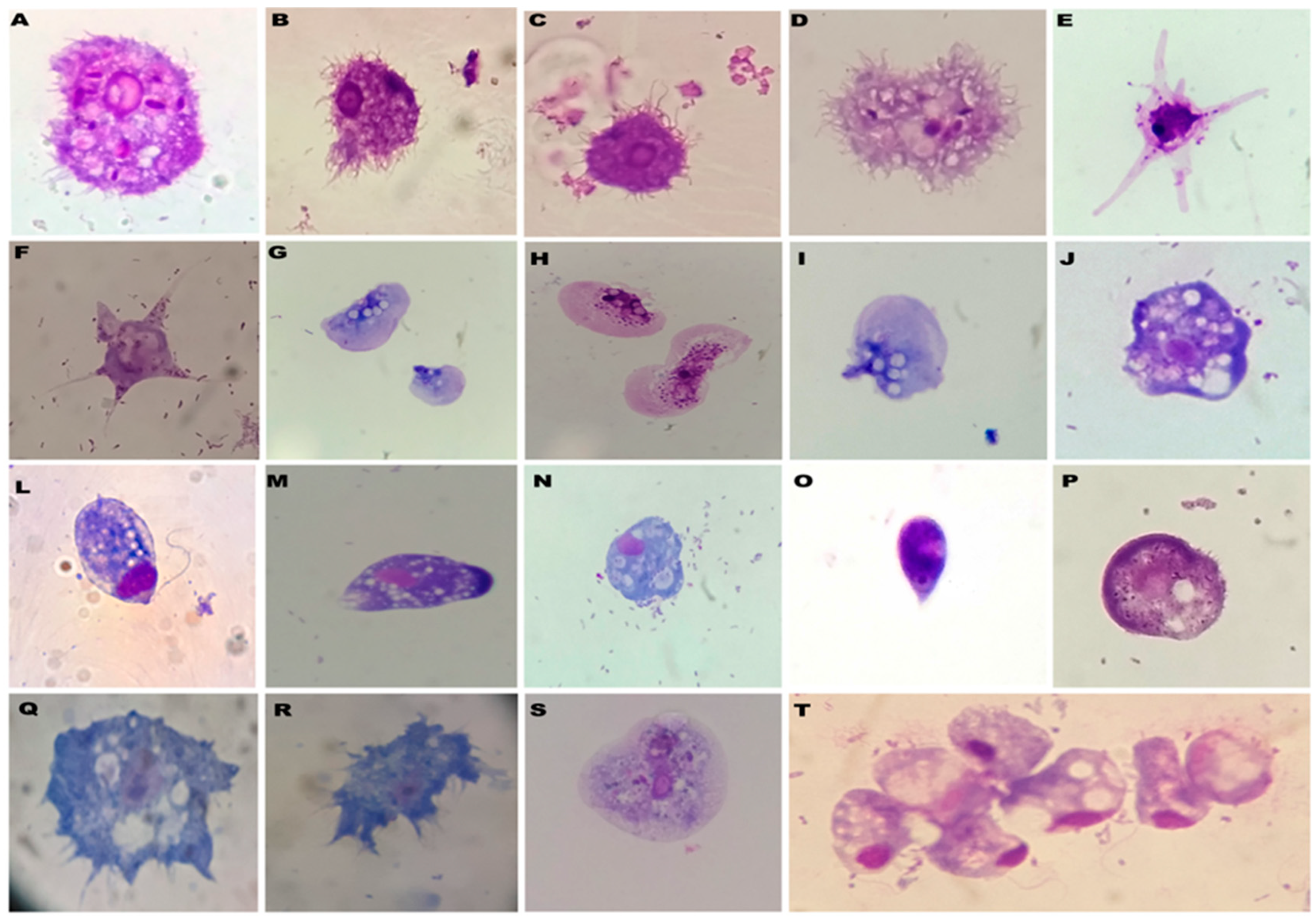 Preprints 89290 g003