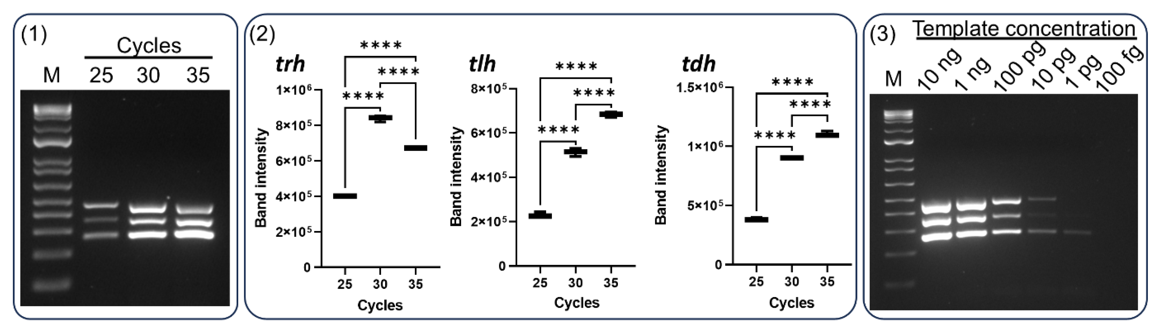 Preprints 111702 g004