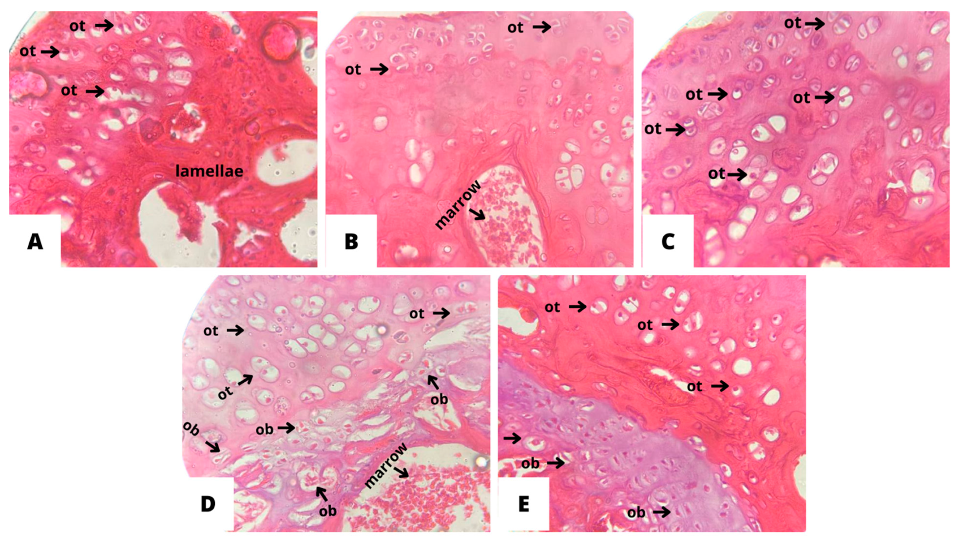 Preprints 91590 g007