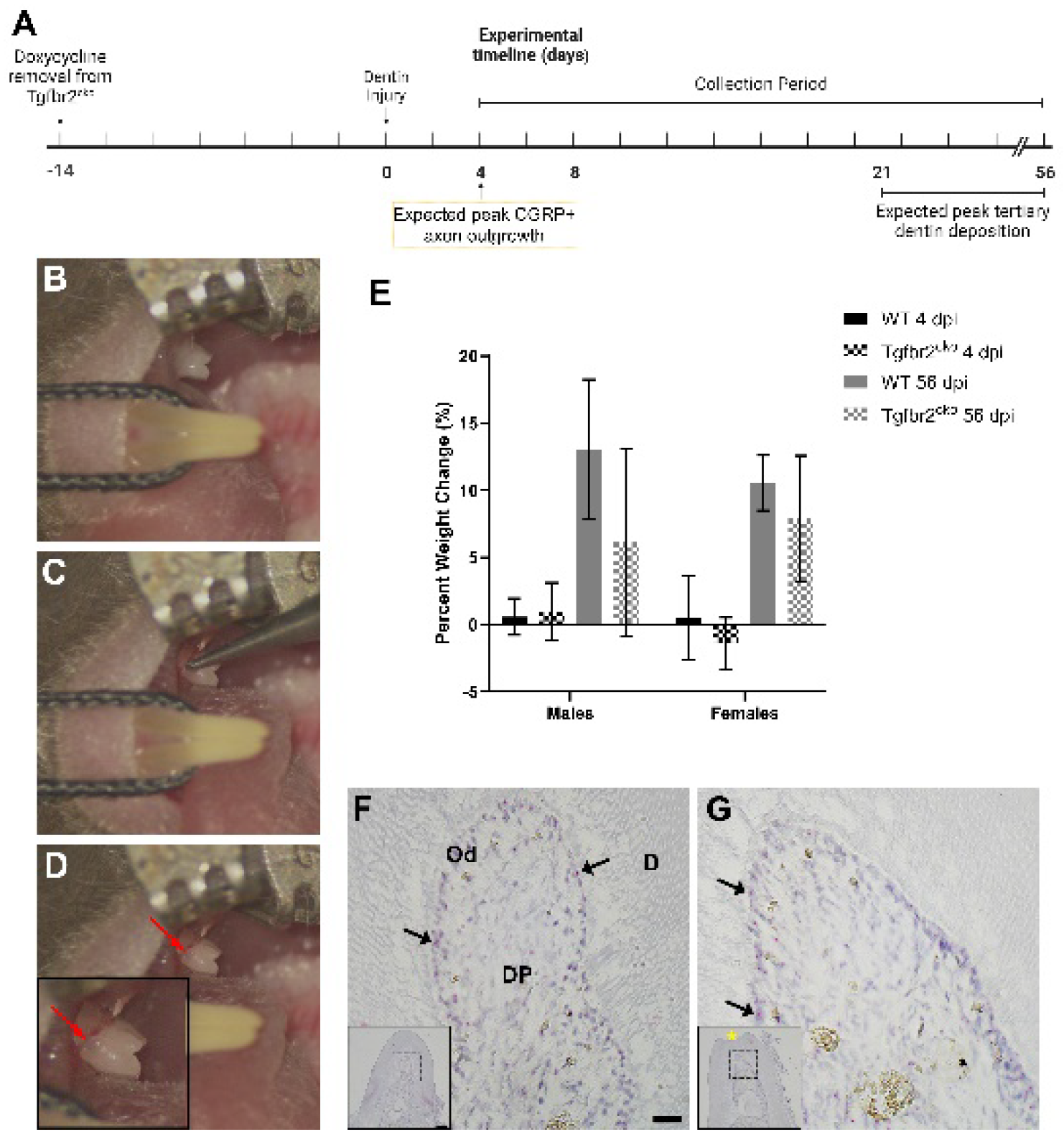 Preprints 106816 g001