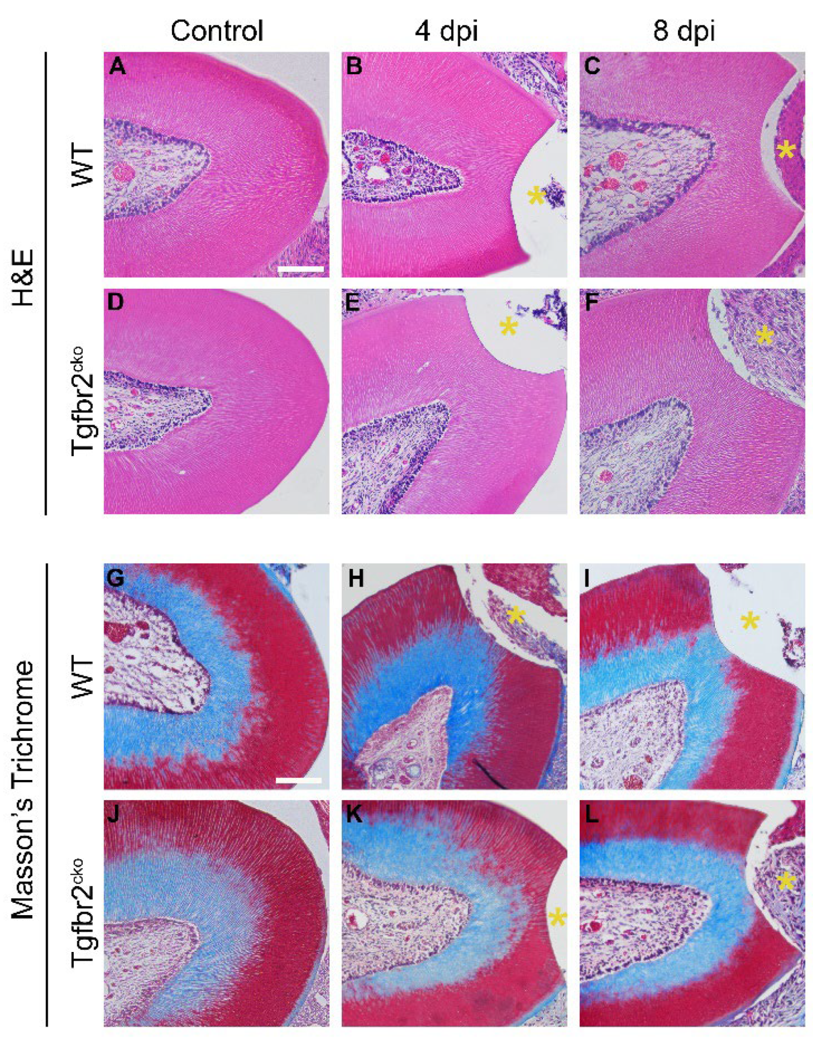 Preprints 106816 g002