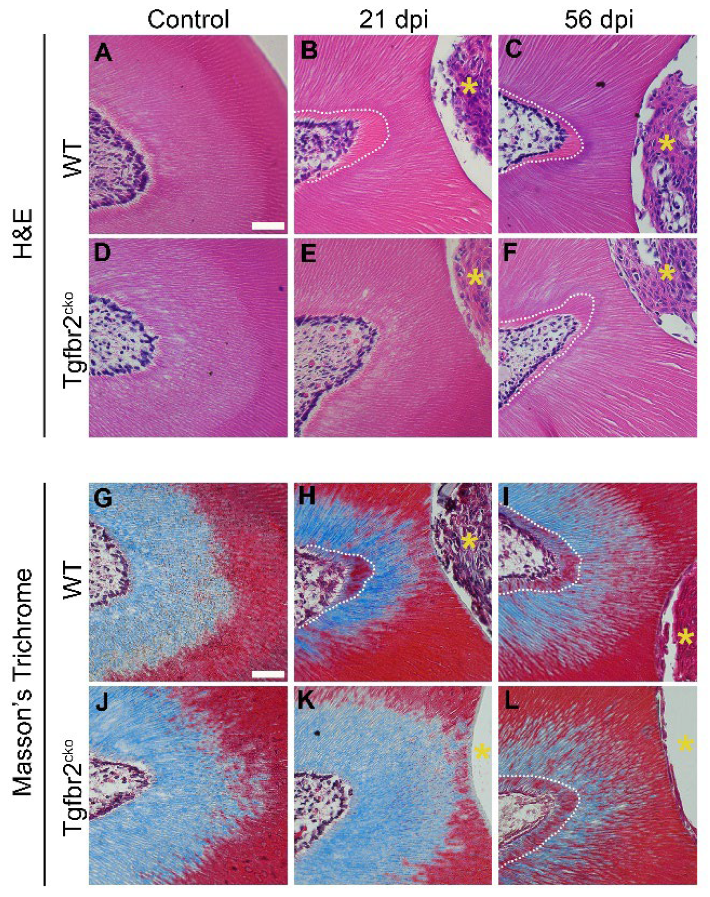 Preprints 106816 g003