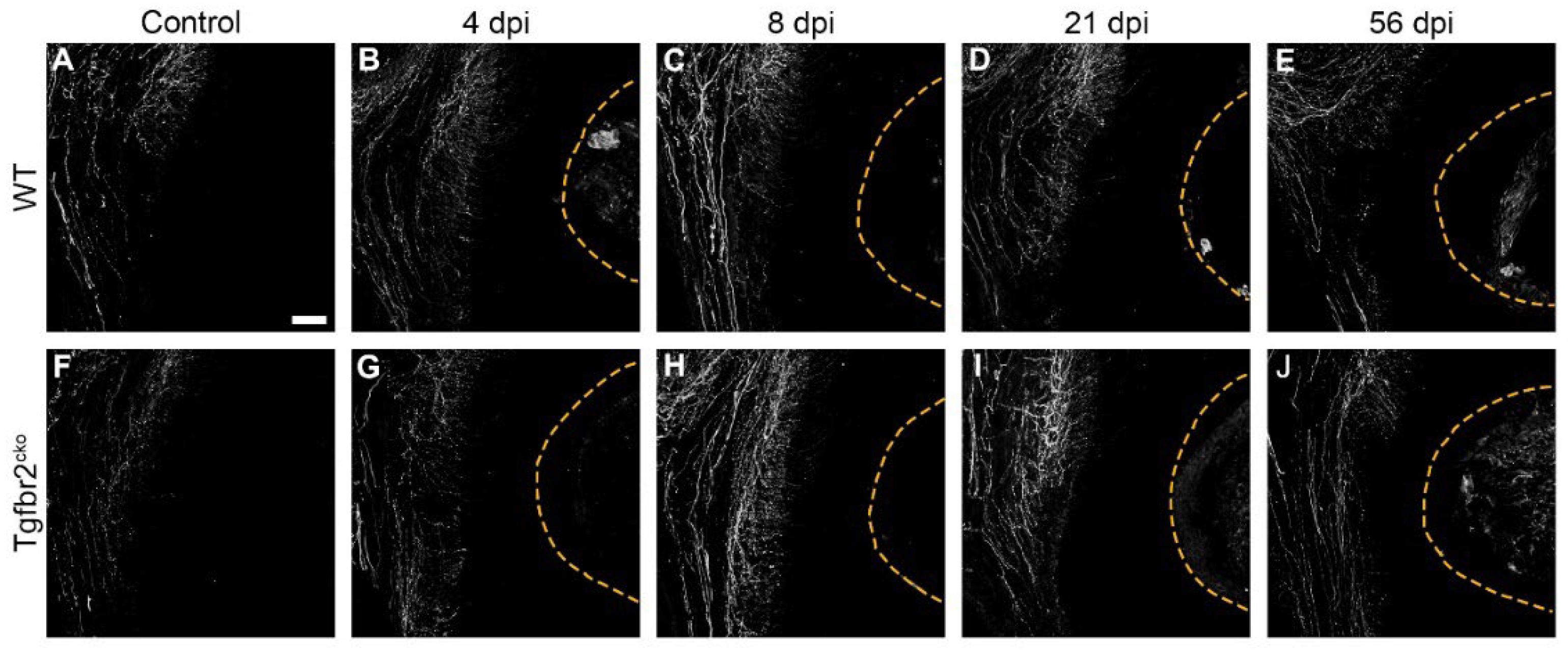 Preprints 106816 g0a2