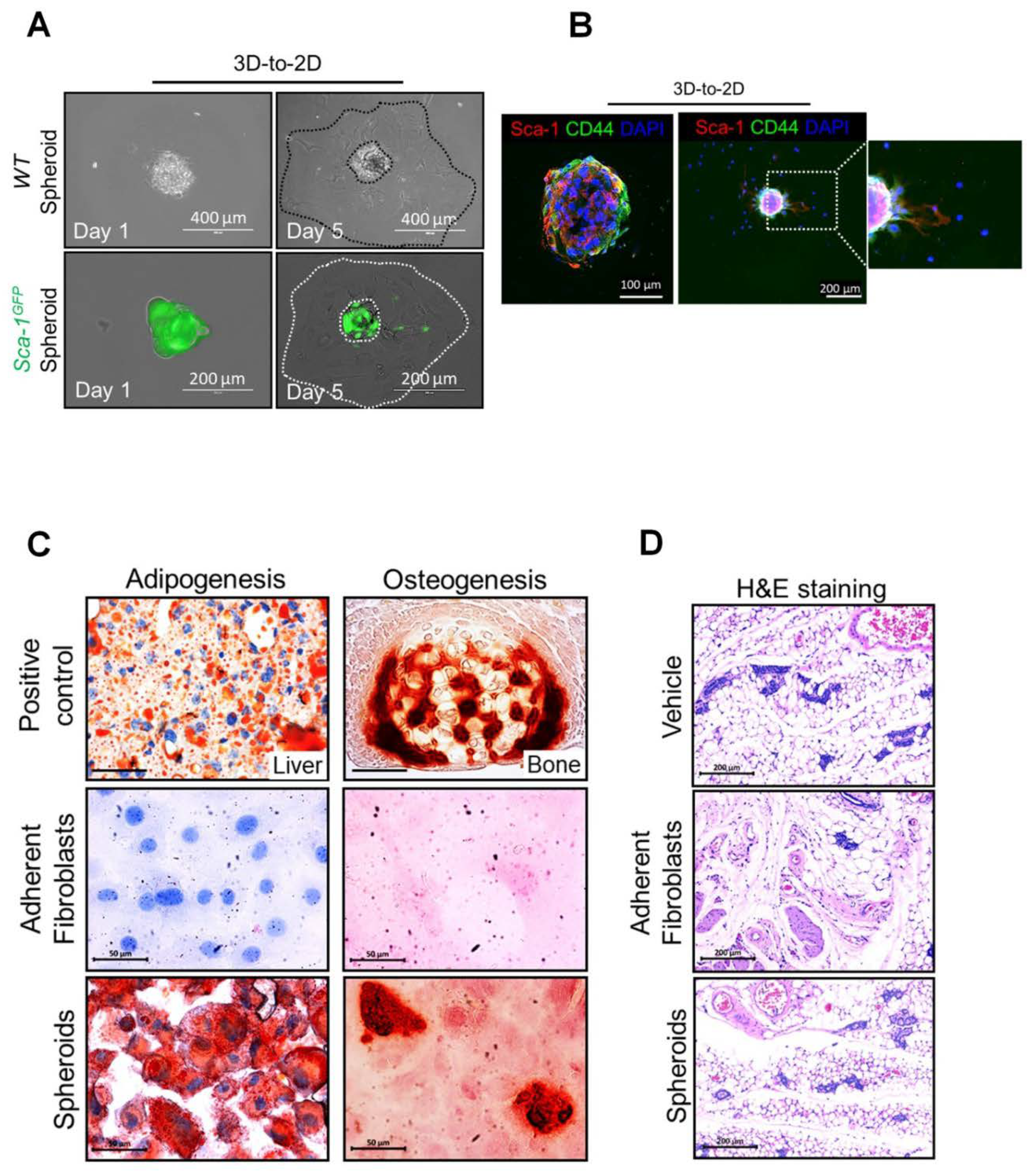 Preprints 76455 g003