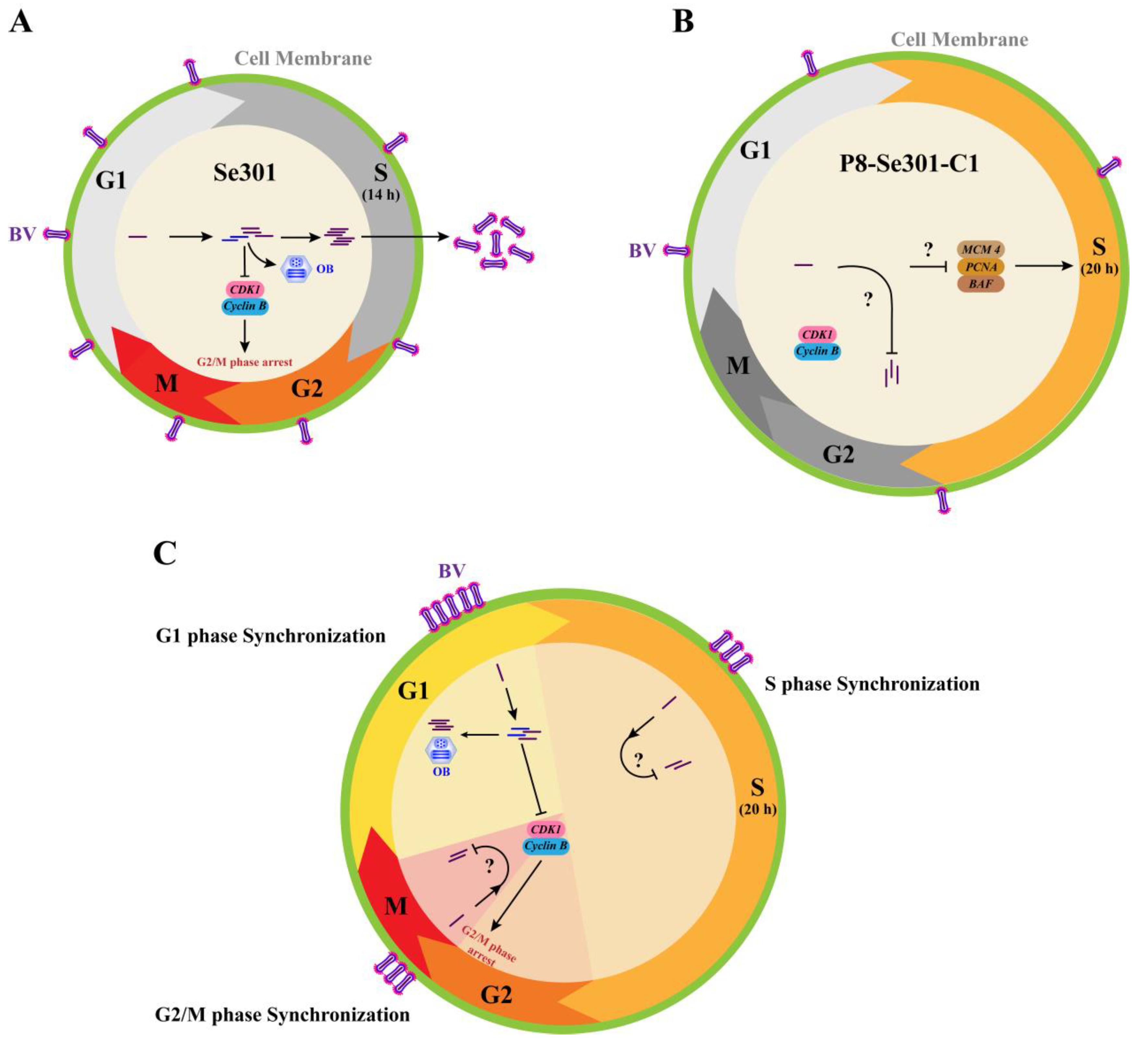 Preprints 98372 g007