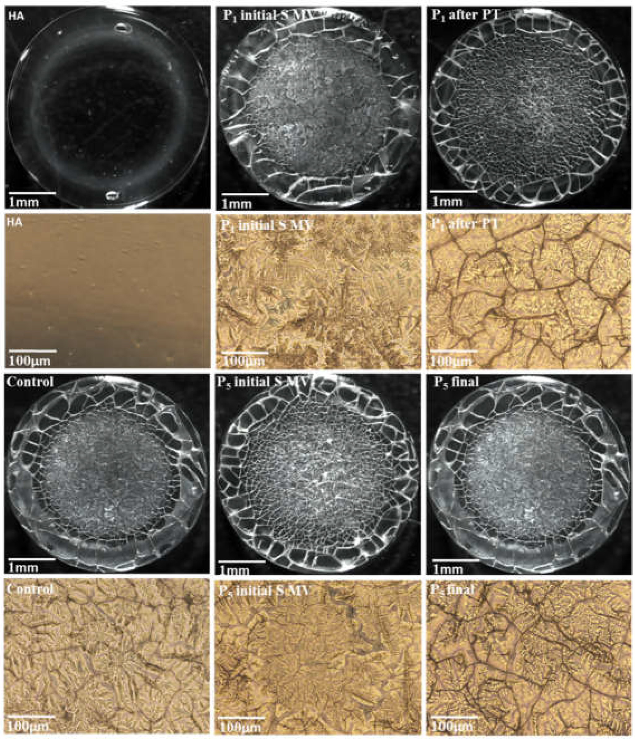 Preprints 72536 g008