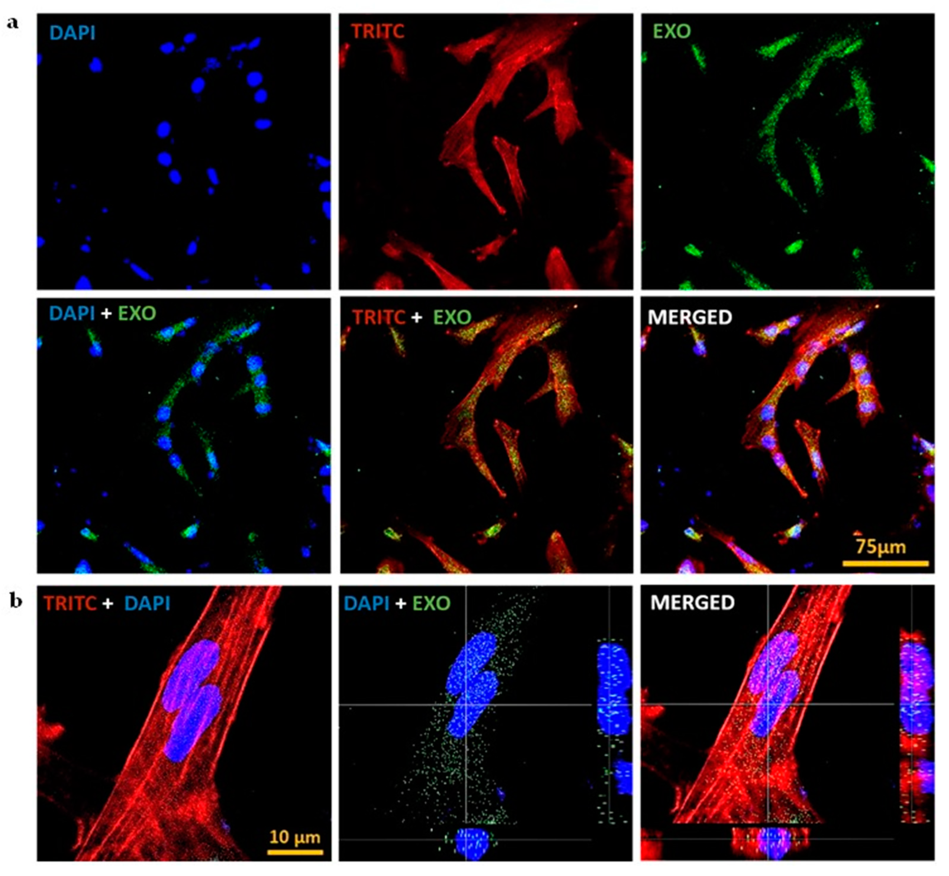 Preprints 84680 g003