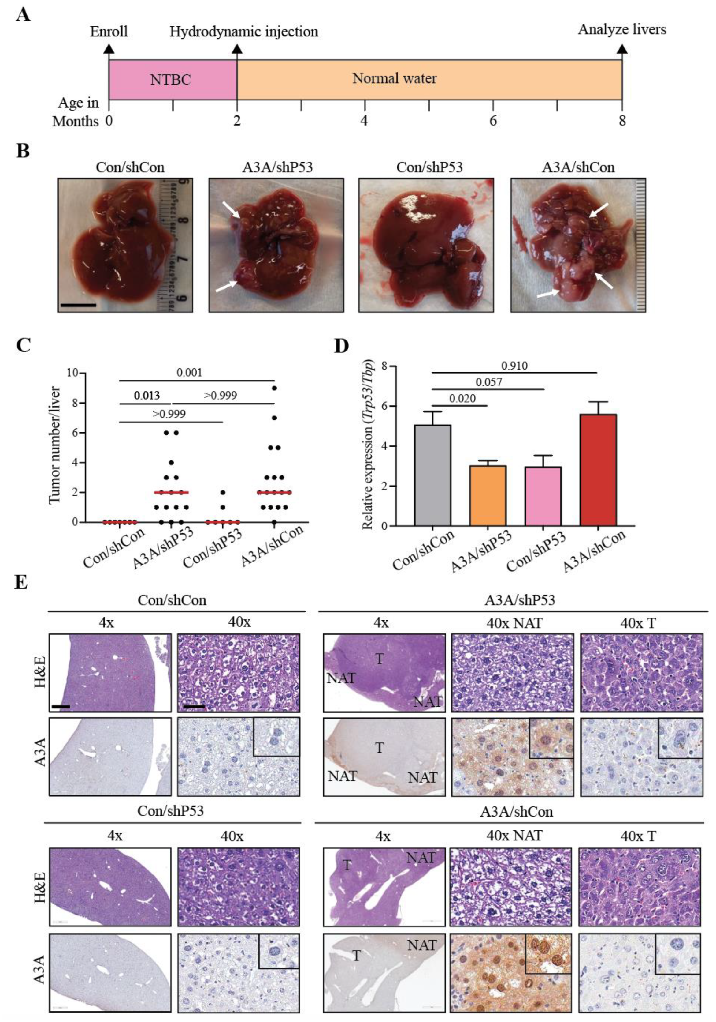 Preprints 72116 g001