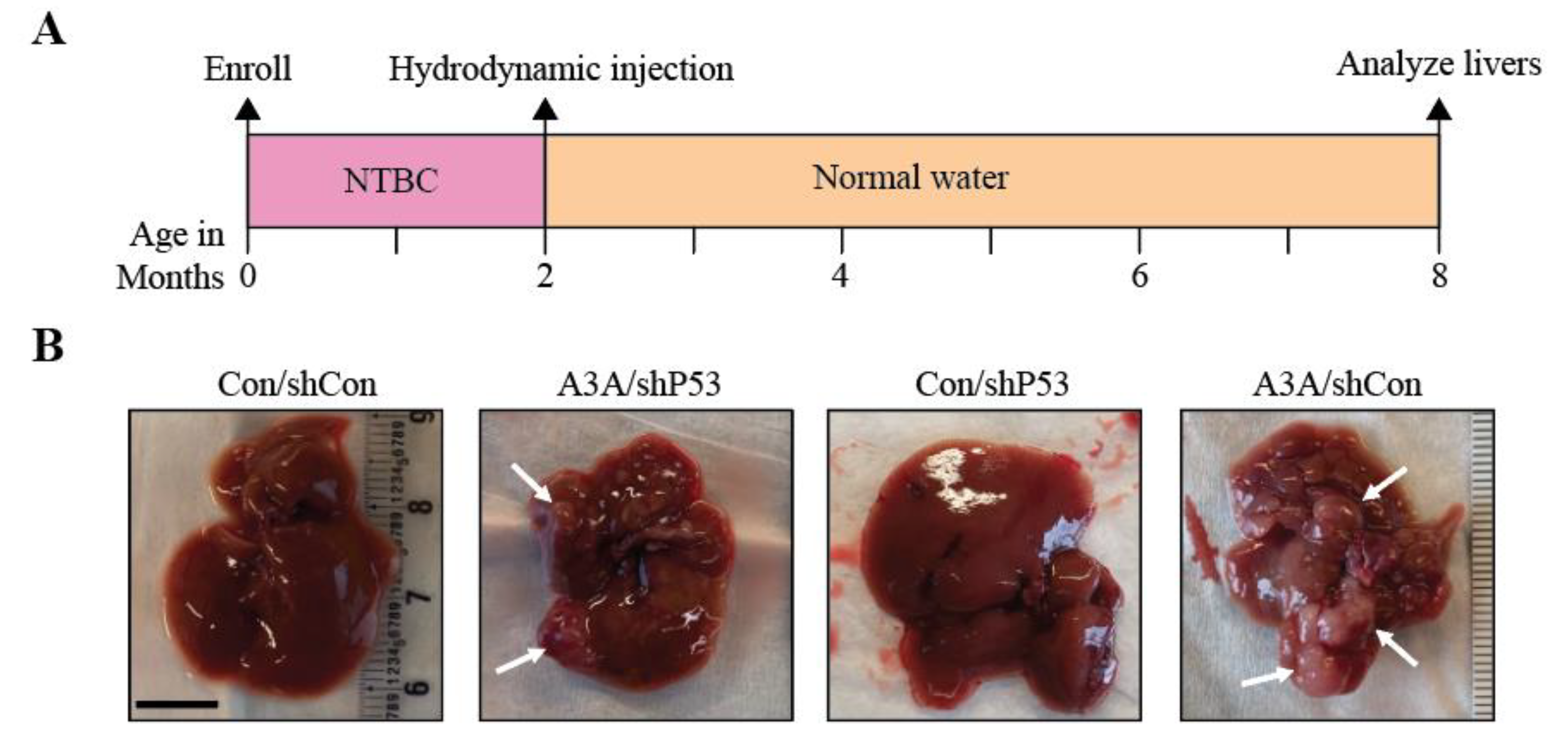 Preprints 72116 g002a